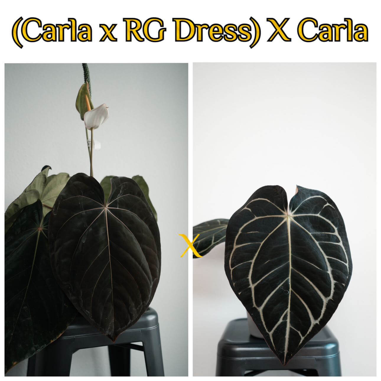Anthurium (carlablackiae x dressleri) x carla • holdback