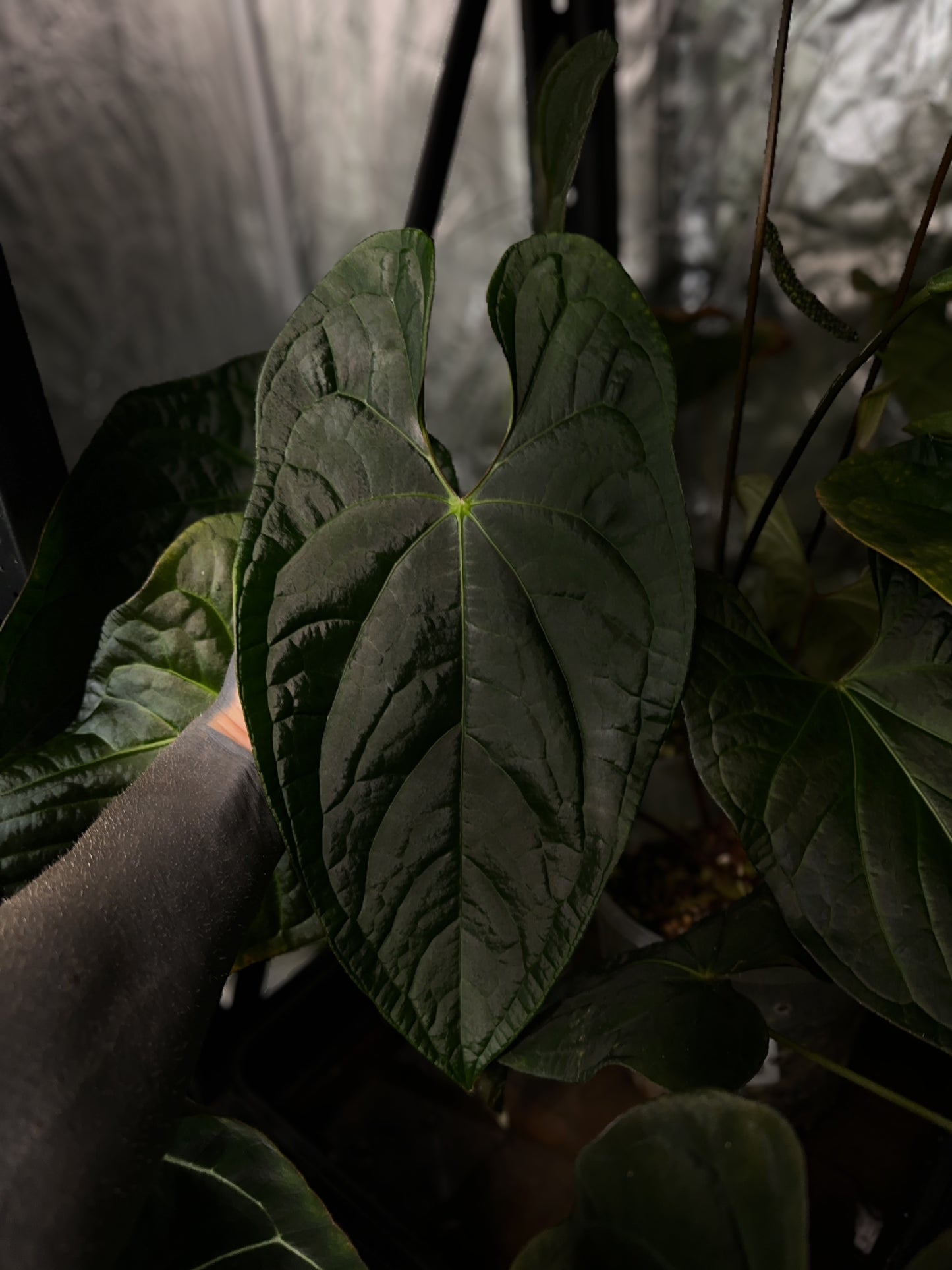 Anthurium crystallinum x 'guatemalan noid'