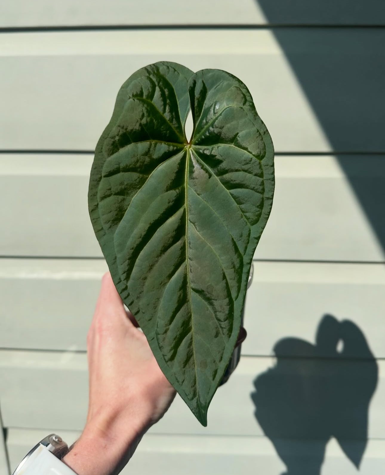 Anthurium 'Guatemala' x clarinervium • select plant
