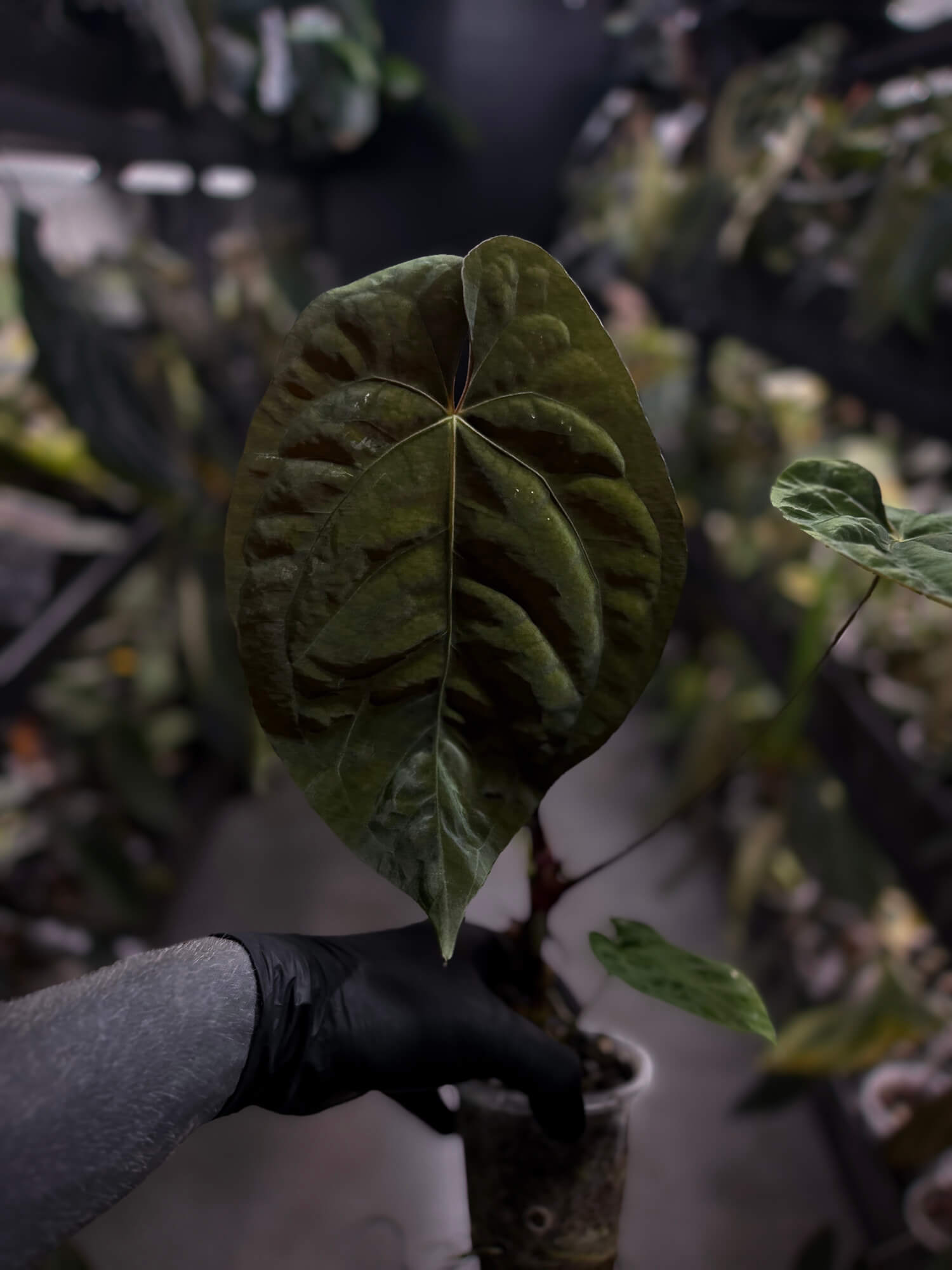 Anthurium #BlinkyBill • #TwinPhoenix x 'Drop Bear'