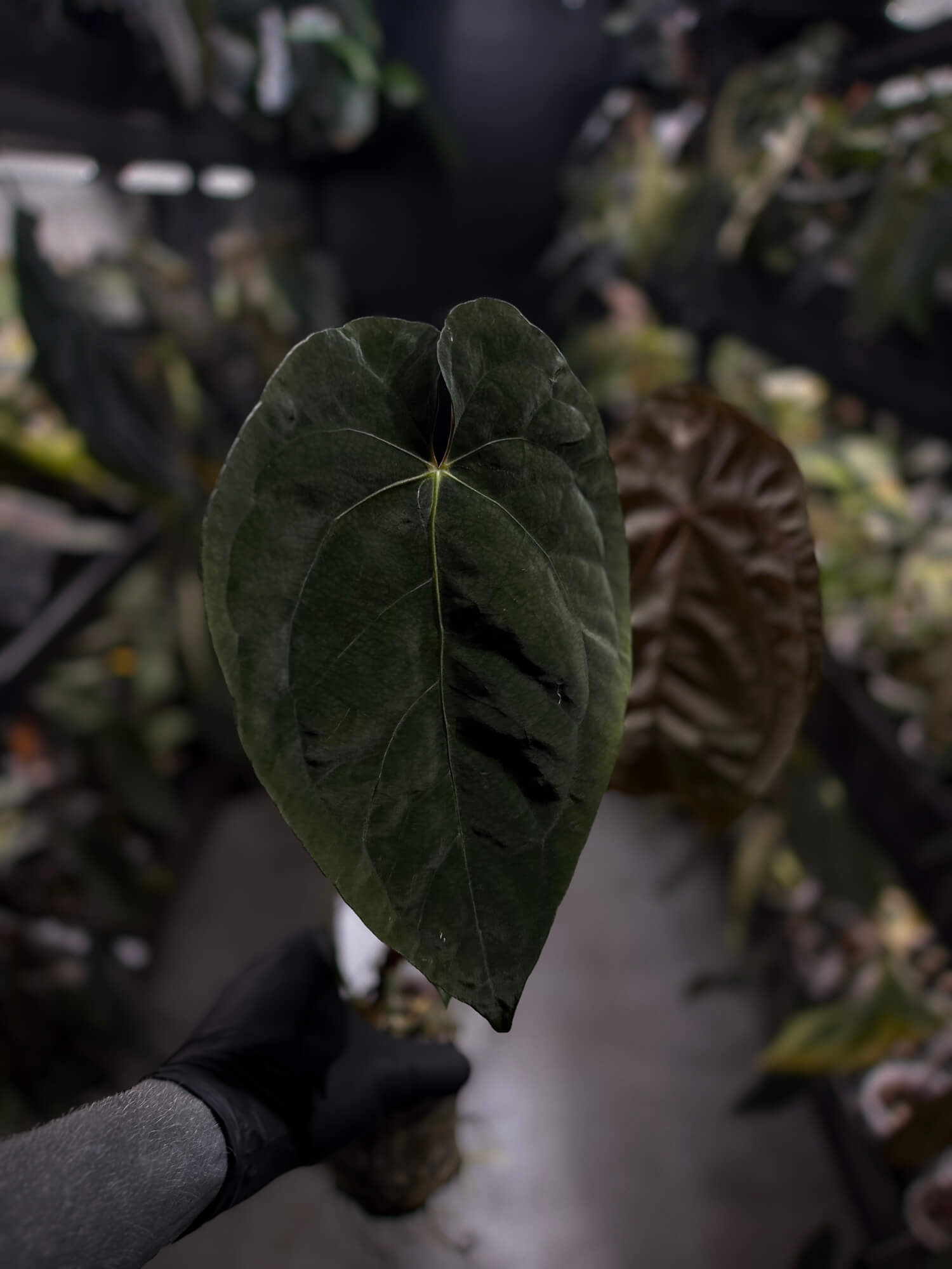 Anthurium #BlinkyBill • #TwinPhoenix x 'Drop Bear'
