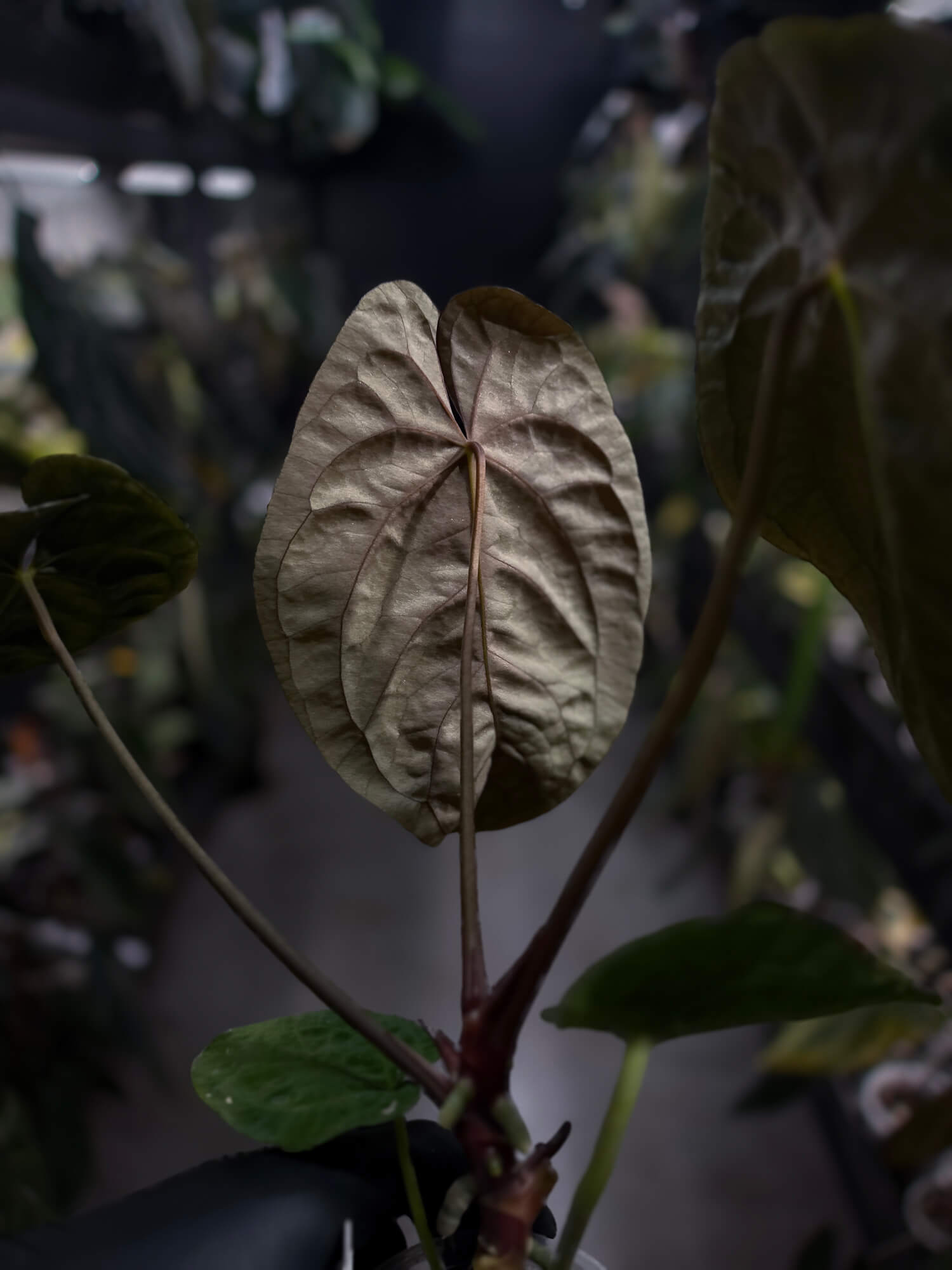 Anthurium #BlinkyBill • #TwinPhoenix x 'Drop Bear'