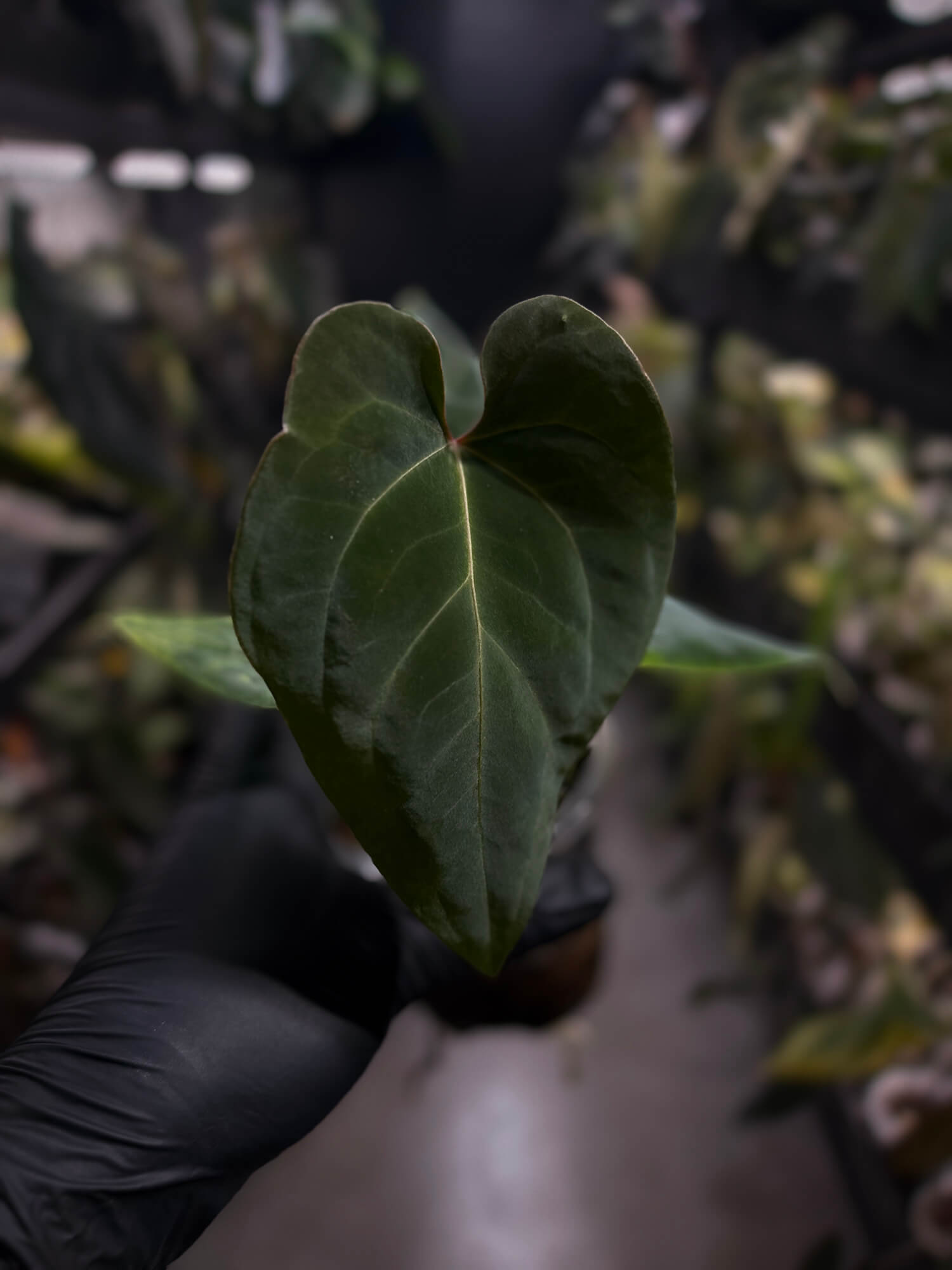 Anthurium besseae aff 'Elektra' x sp. 'Peru Velvet'