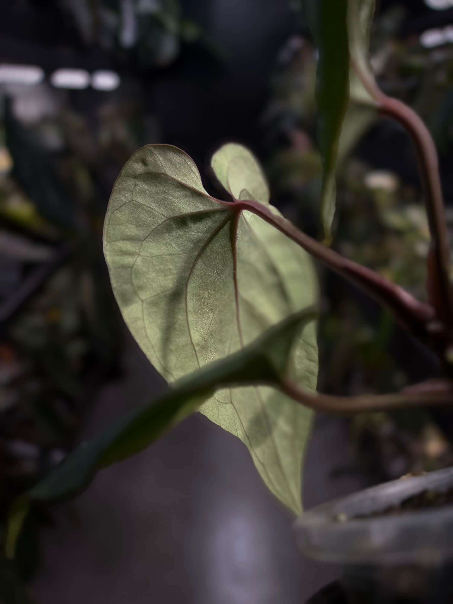 Anthurium besseae aff 'Elektra' x sp. 'Peru Velvet'