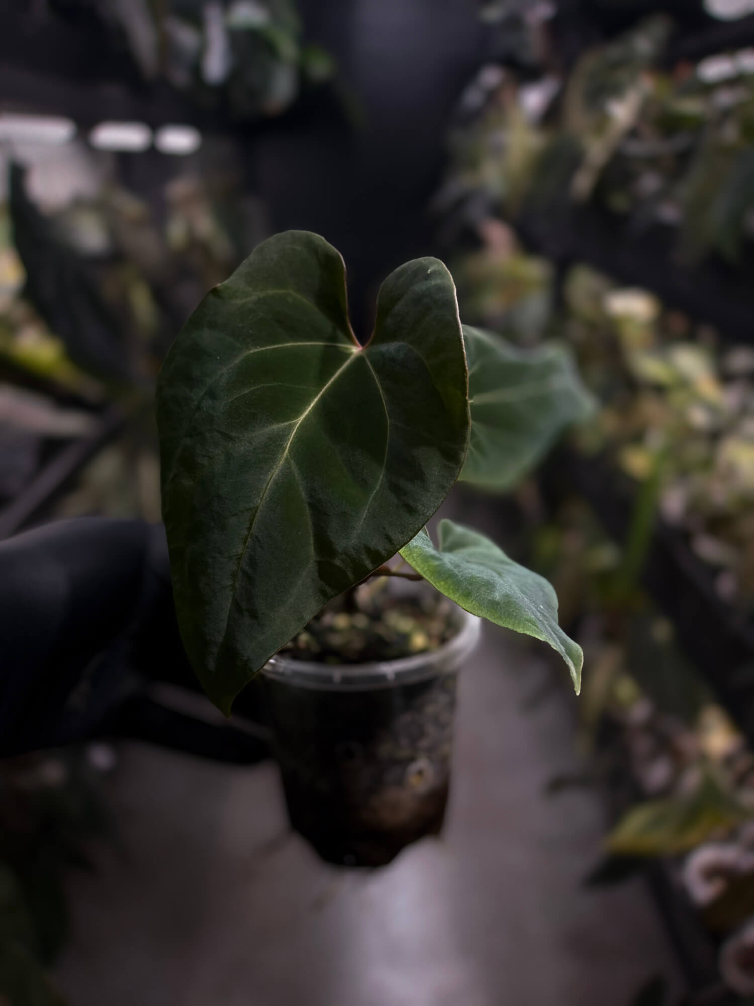 Anthurium besseae aff 'Elektra' x sp. 'Peru Velvet'