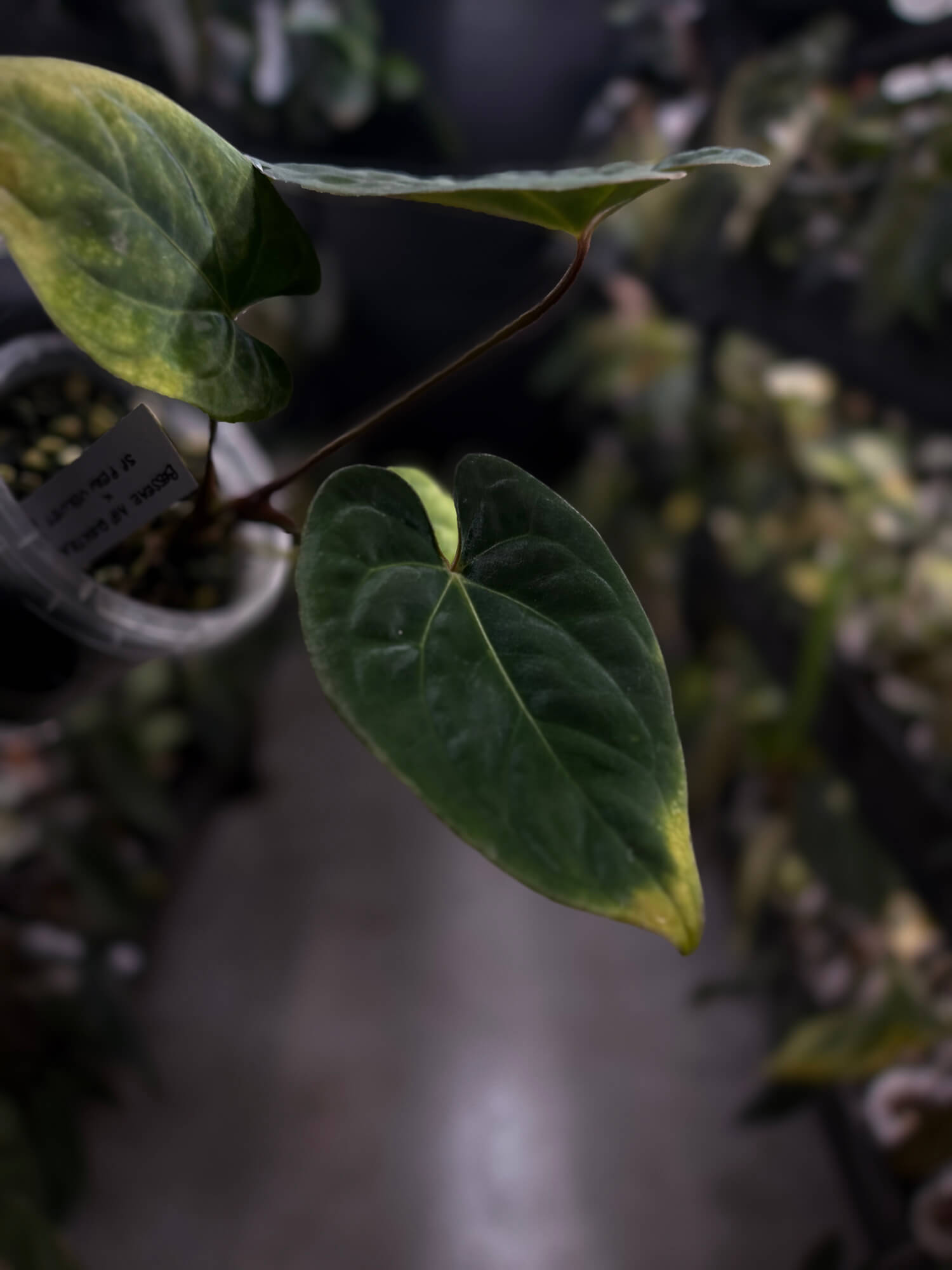 Anthurium besseae aff 'Elektra' x sp. 'Peru Velvet'