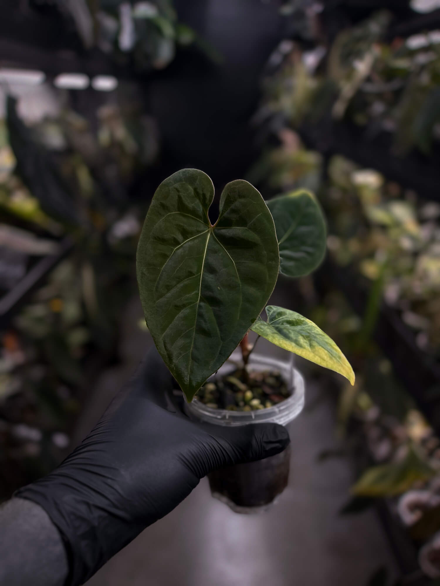 Anthurium besseae aff 'Elektra' x sp. 'Peru Velvet'
