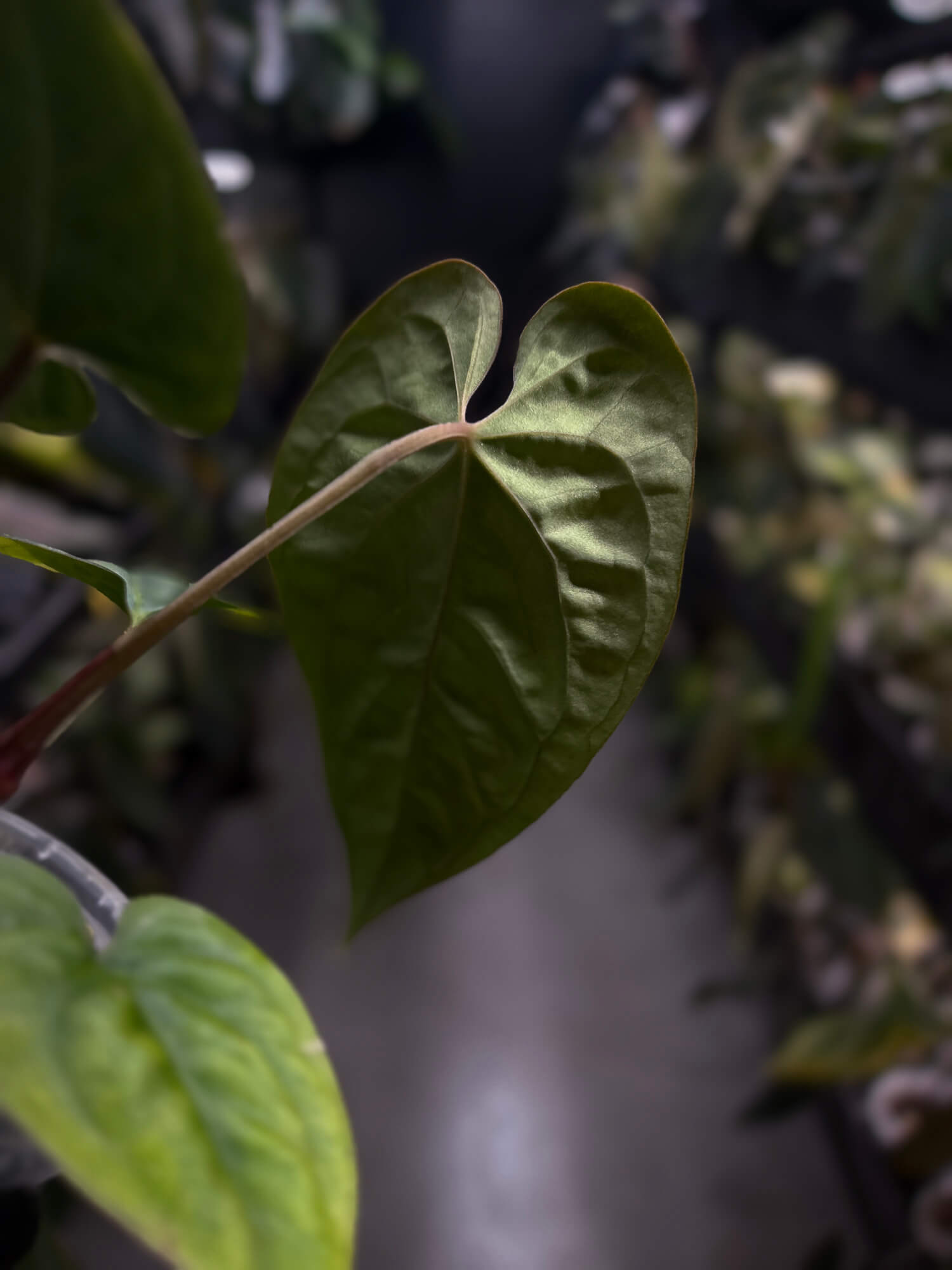 Anthurium besseae aff 'Elektra' x sp. 'Peru Velvet'