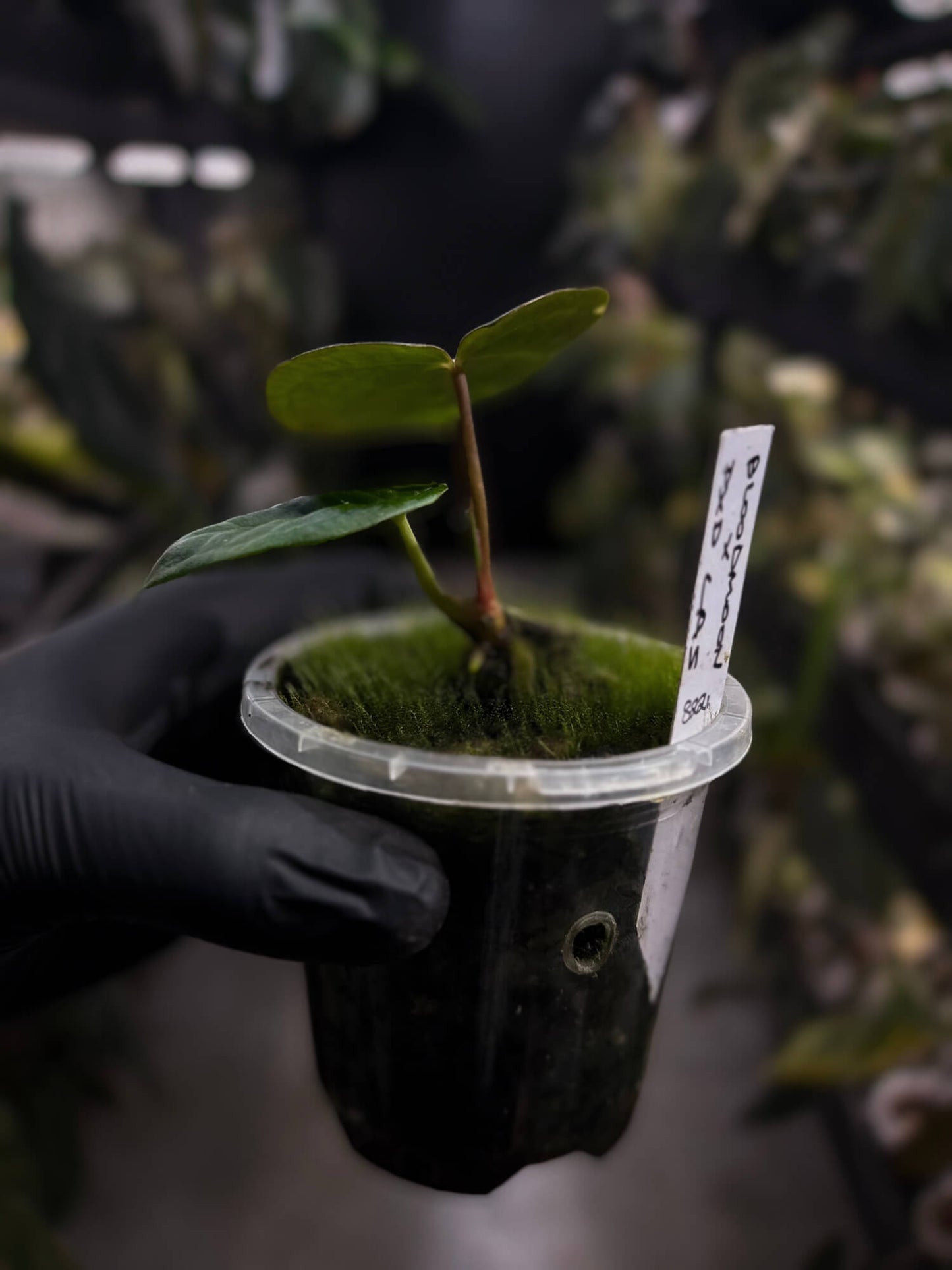 Anthurium 'Bloodmoon' x (pap x dress)