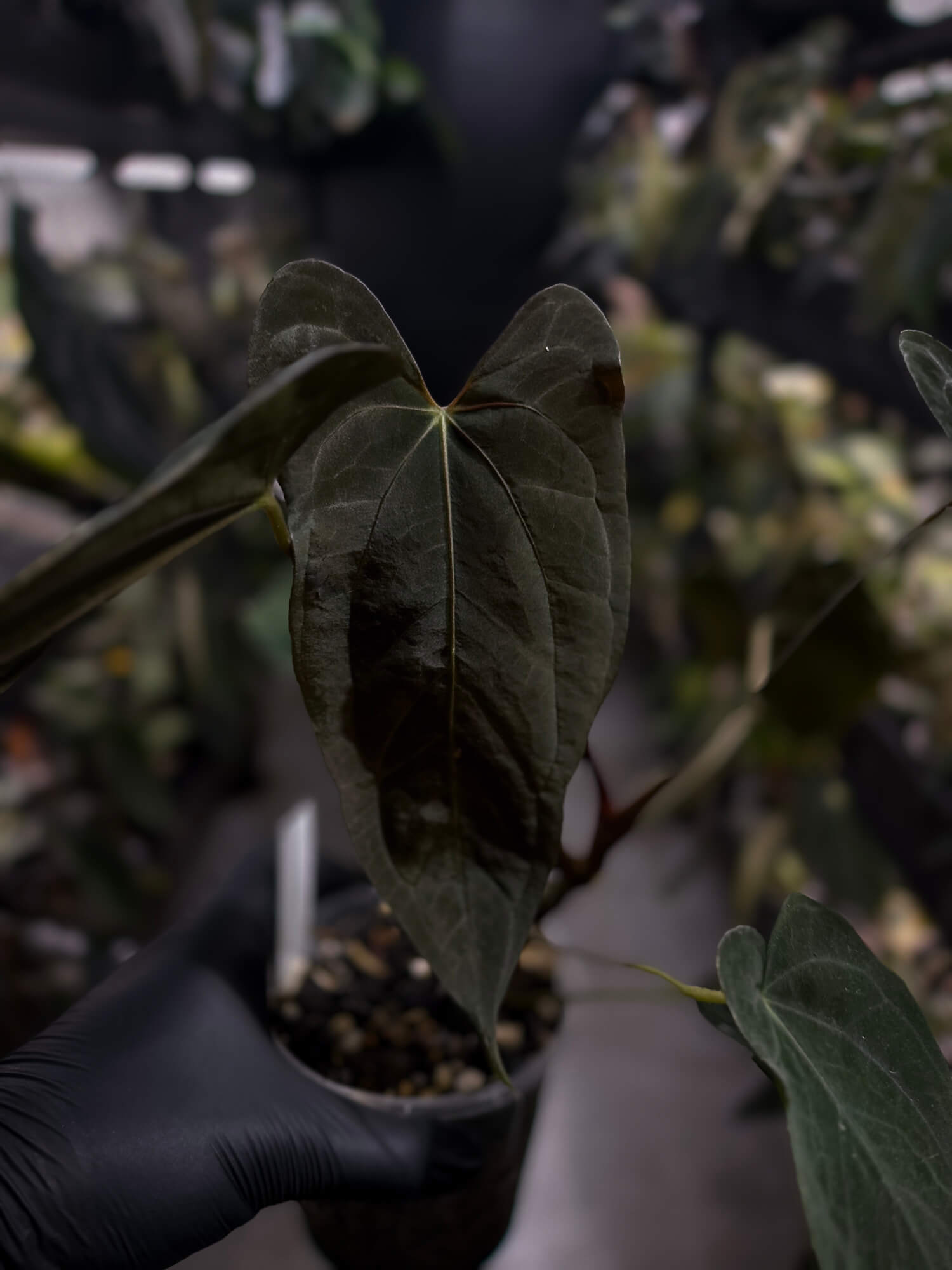 Anthurium papillilaminum 'Red Abaxial'