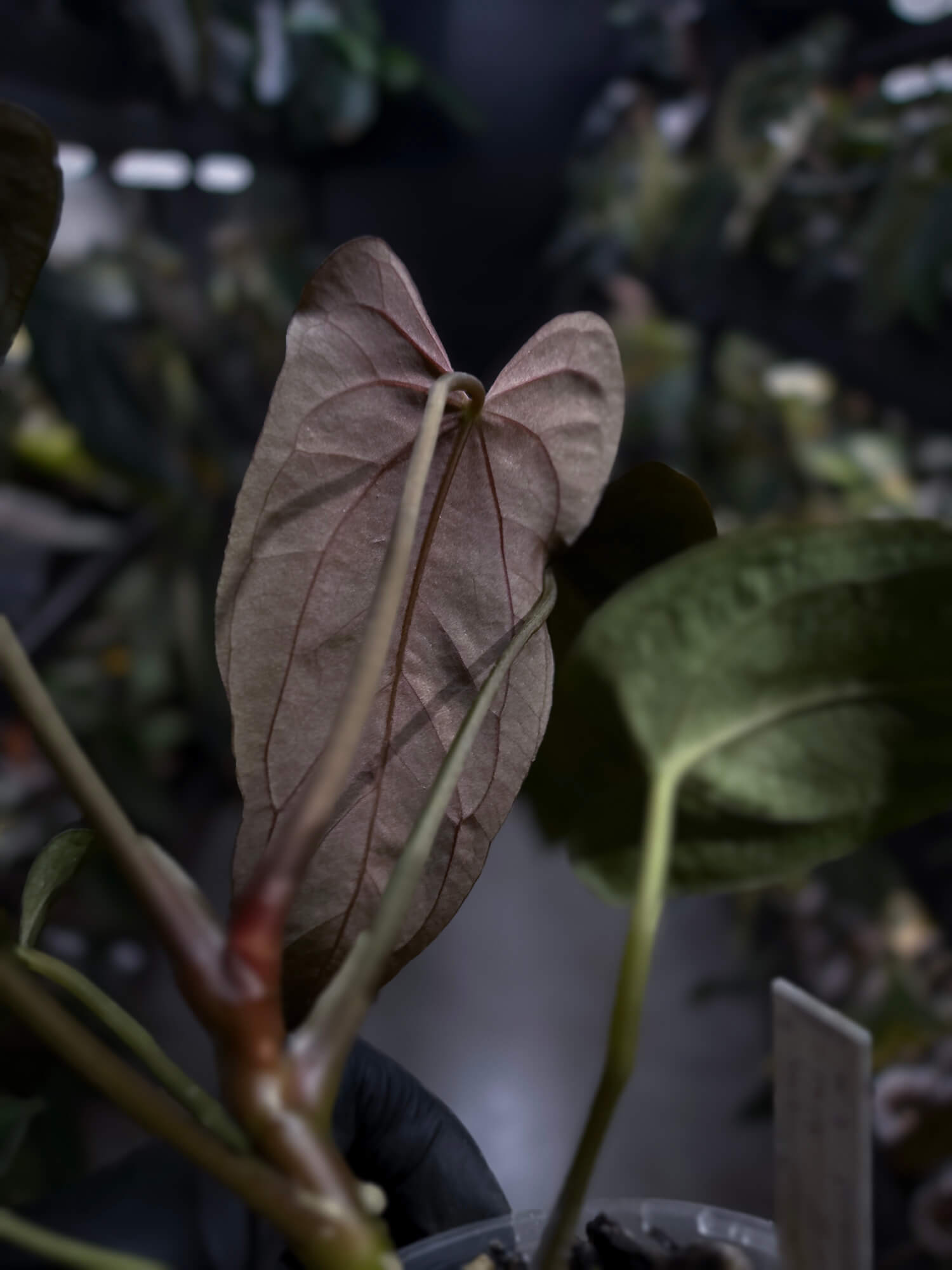 Anthurium papillilaminum 'Red Abaxial'
