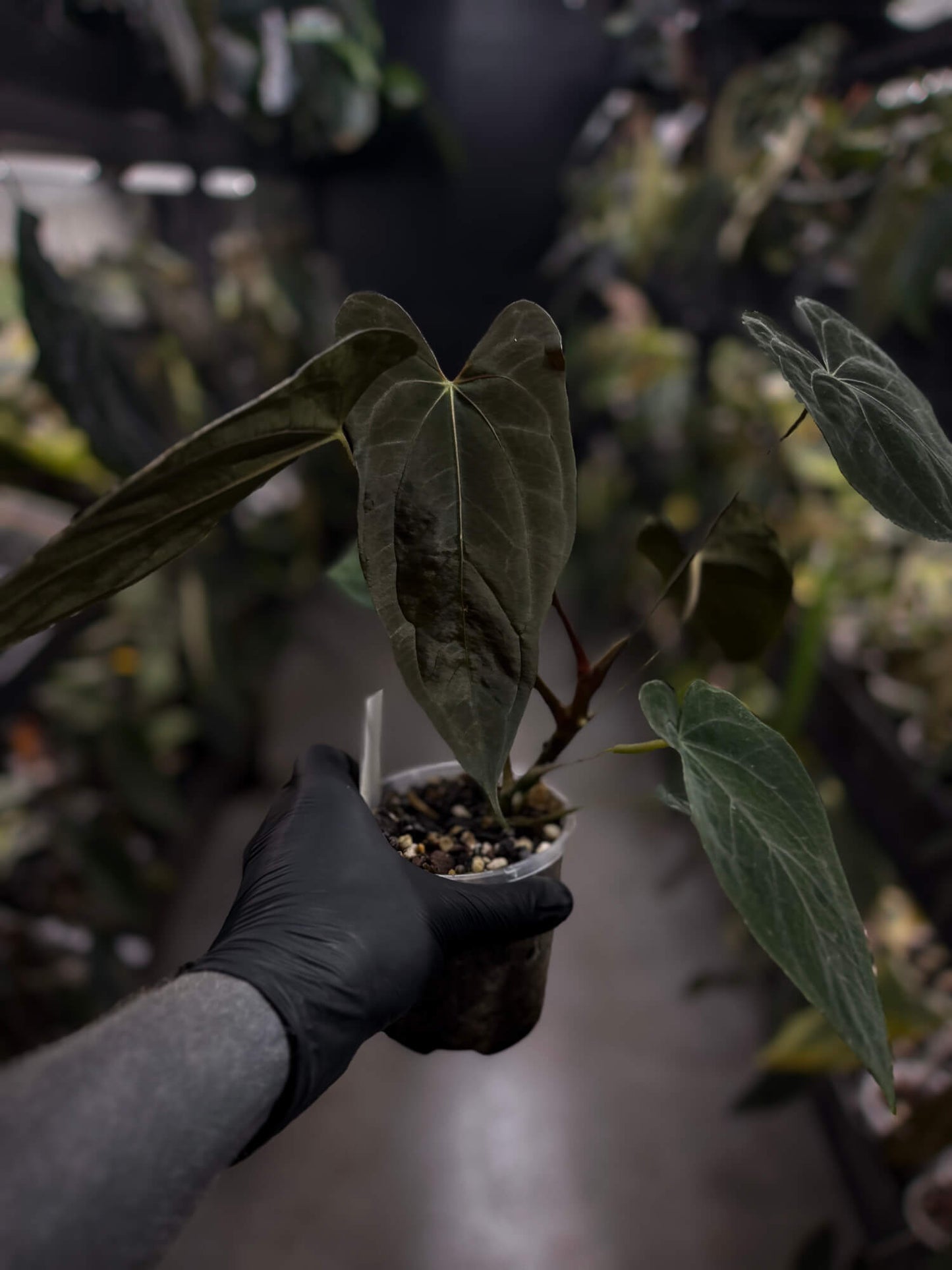 Anthurium papillilaminum 'Red Abaxial'