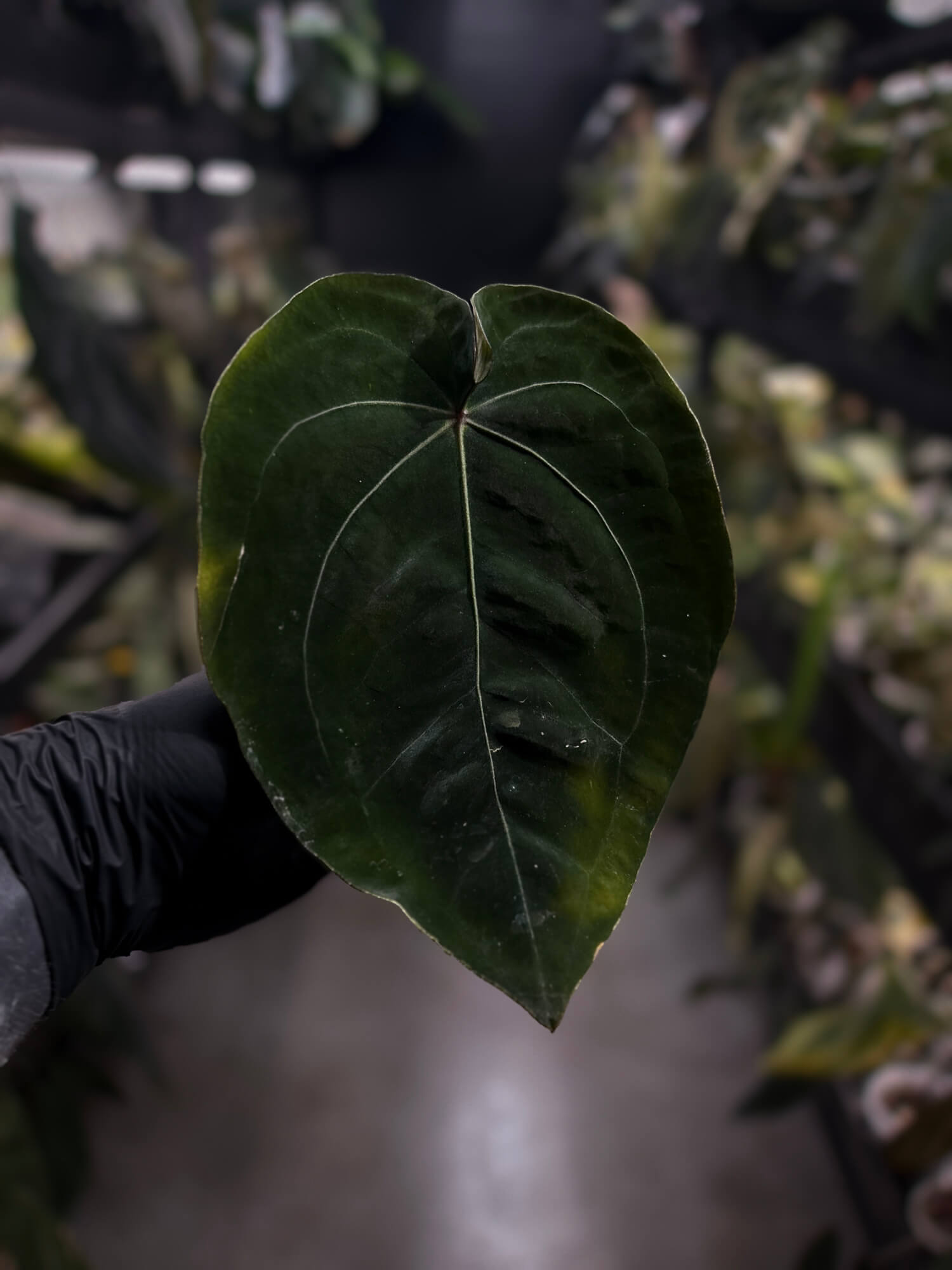 Anthurium 'Dark Forgetii' x 'Bloodmoon'