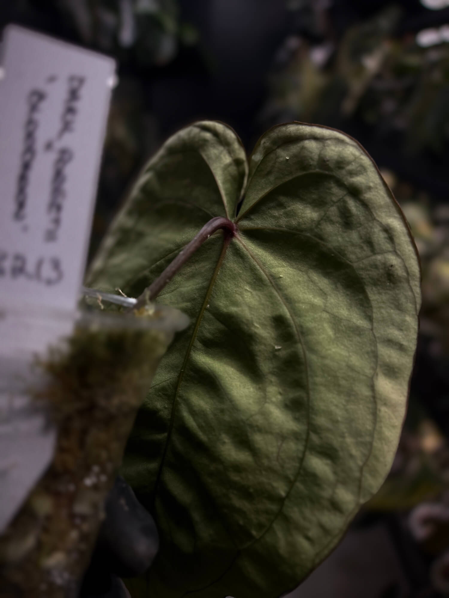 Anthurium 'Dark Forgetii' x 'Bloodmoon'