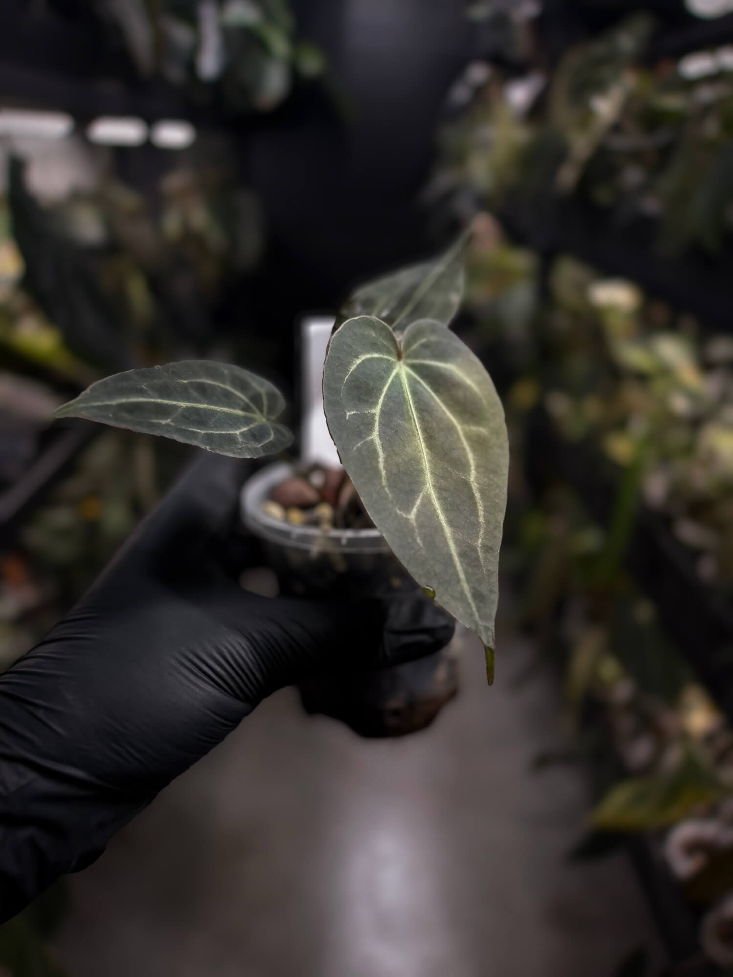 Anthurium Frilly Purple Mag x • select