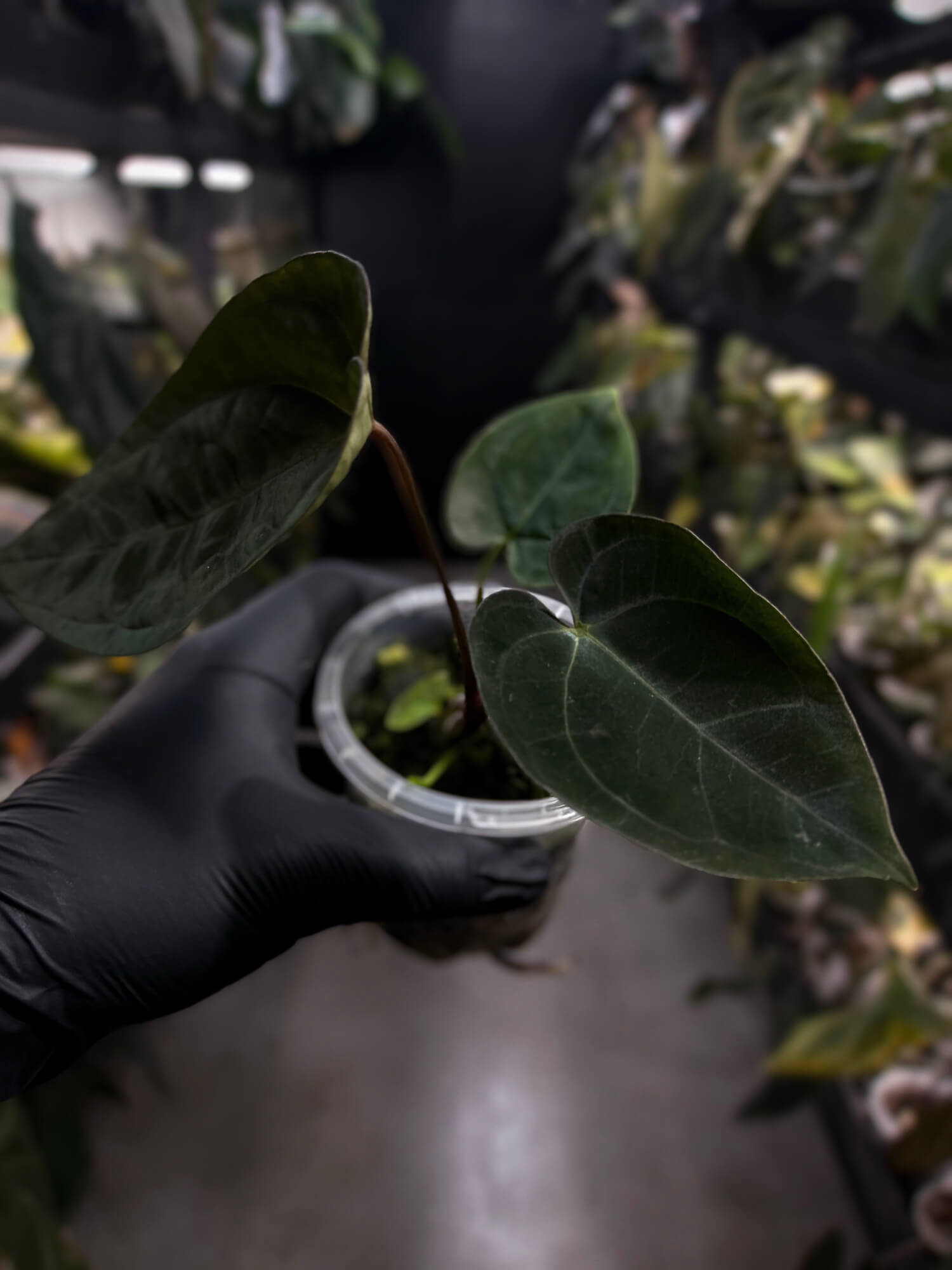 Anthurium #WaddleNOID x papillilaminum