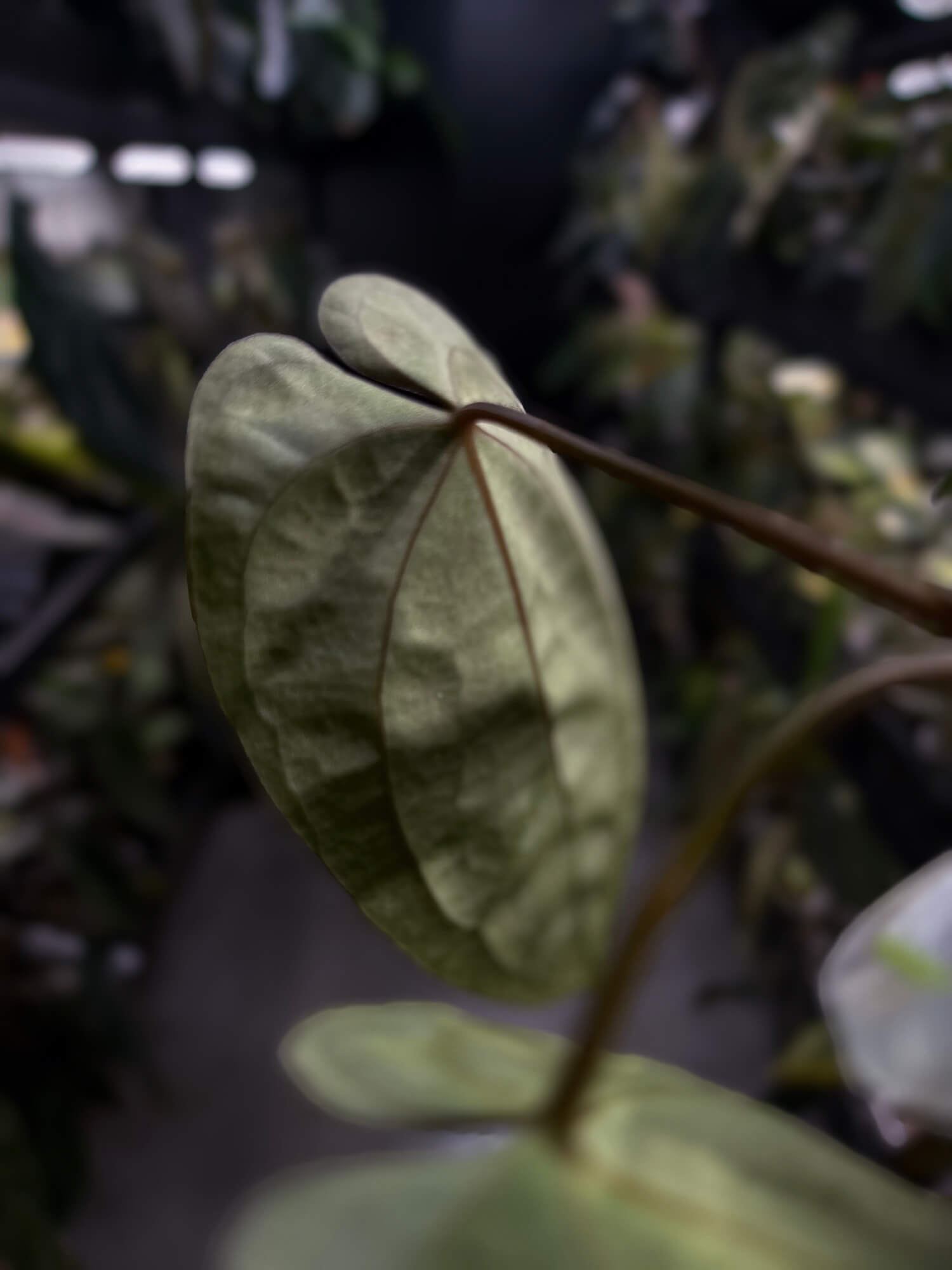 Anthurium #WaddleNOID x papillilaminum