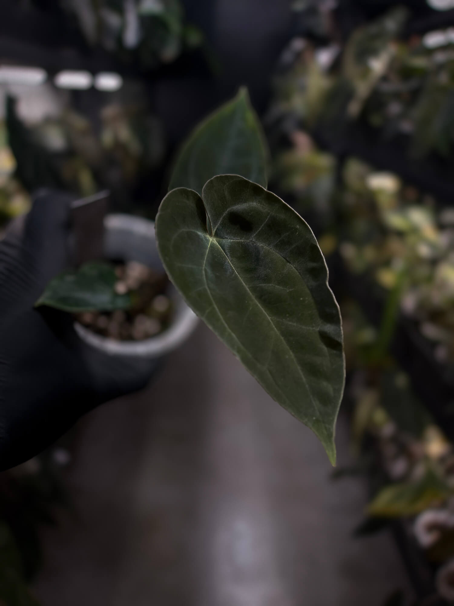 Anthurium #WaddleNOID x papillilaminum
