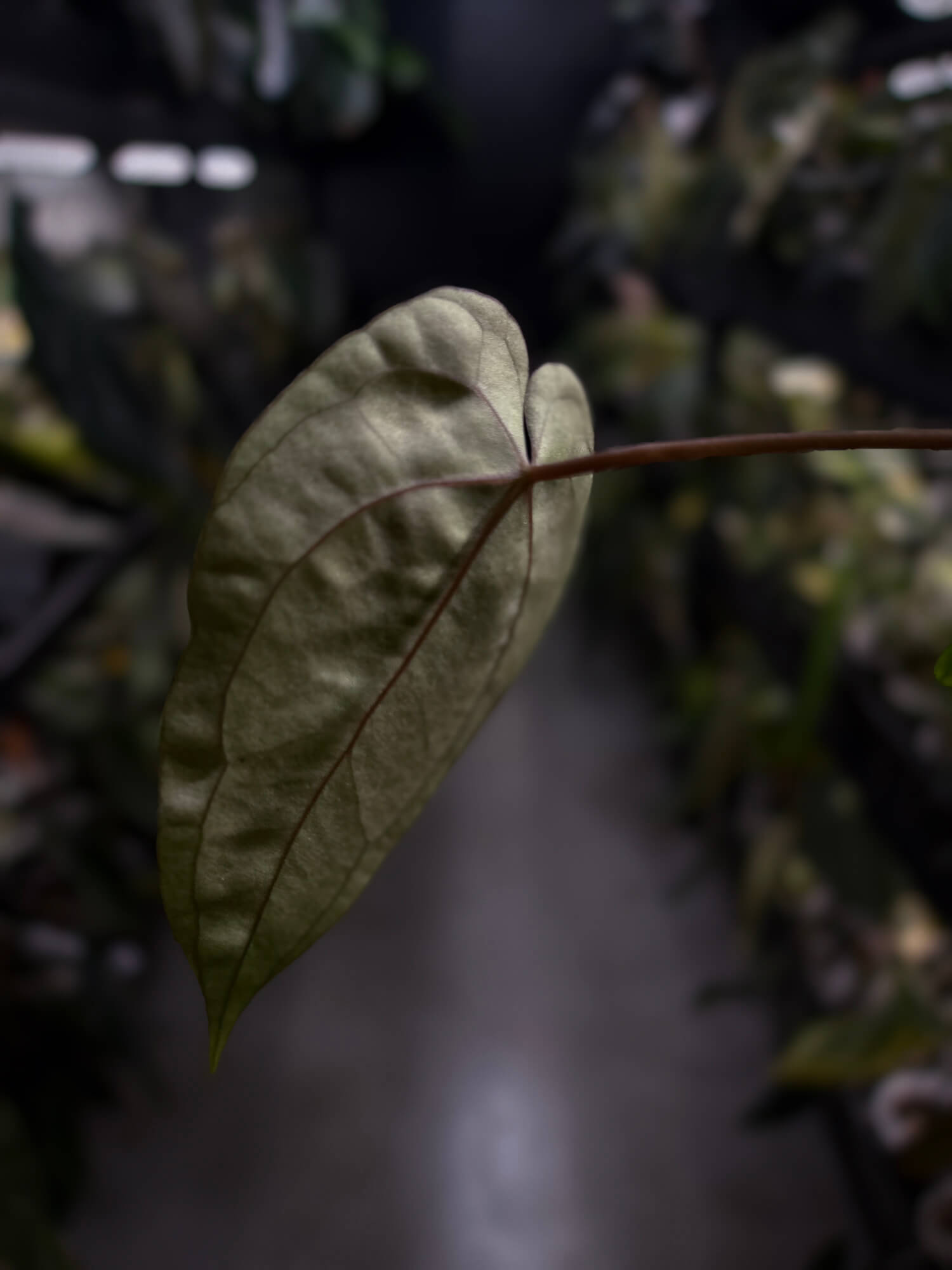 Anthurium #WaddleNOID x papillilaminum
