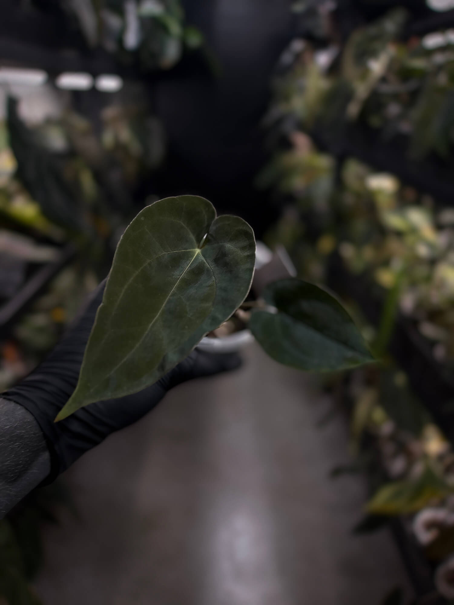 Anthurium #WaddleNOID x papillilaminum