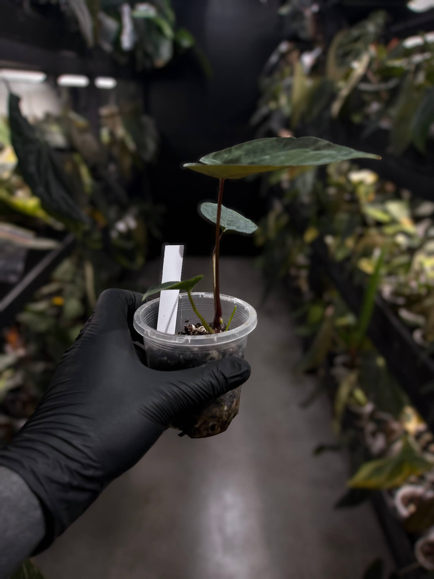 Anthurium #WaddleNOID x papillilaminum