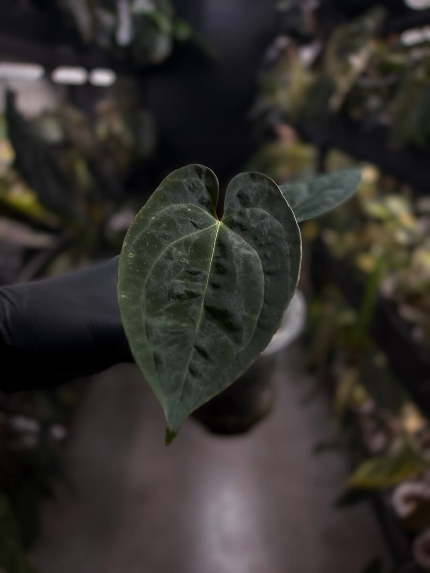 Anthurium #WaddleNOID x papillilaminum