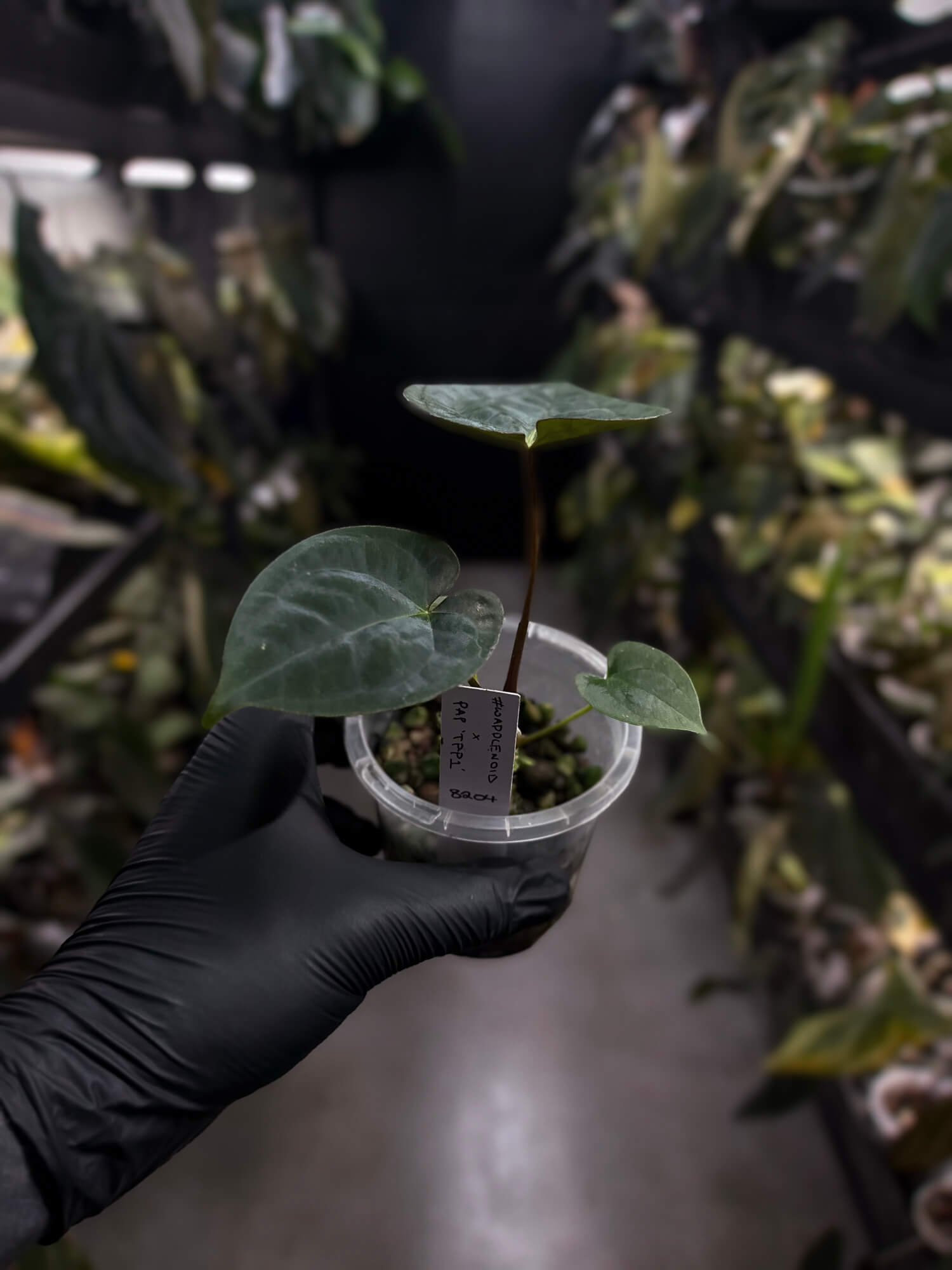 Anthurium #WaddleNOID x papillilaminum