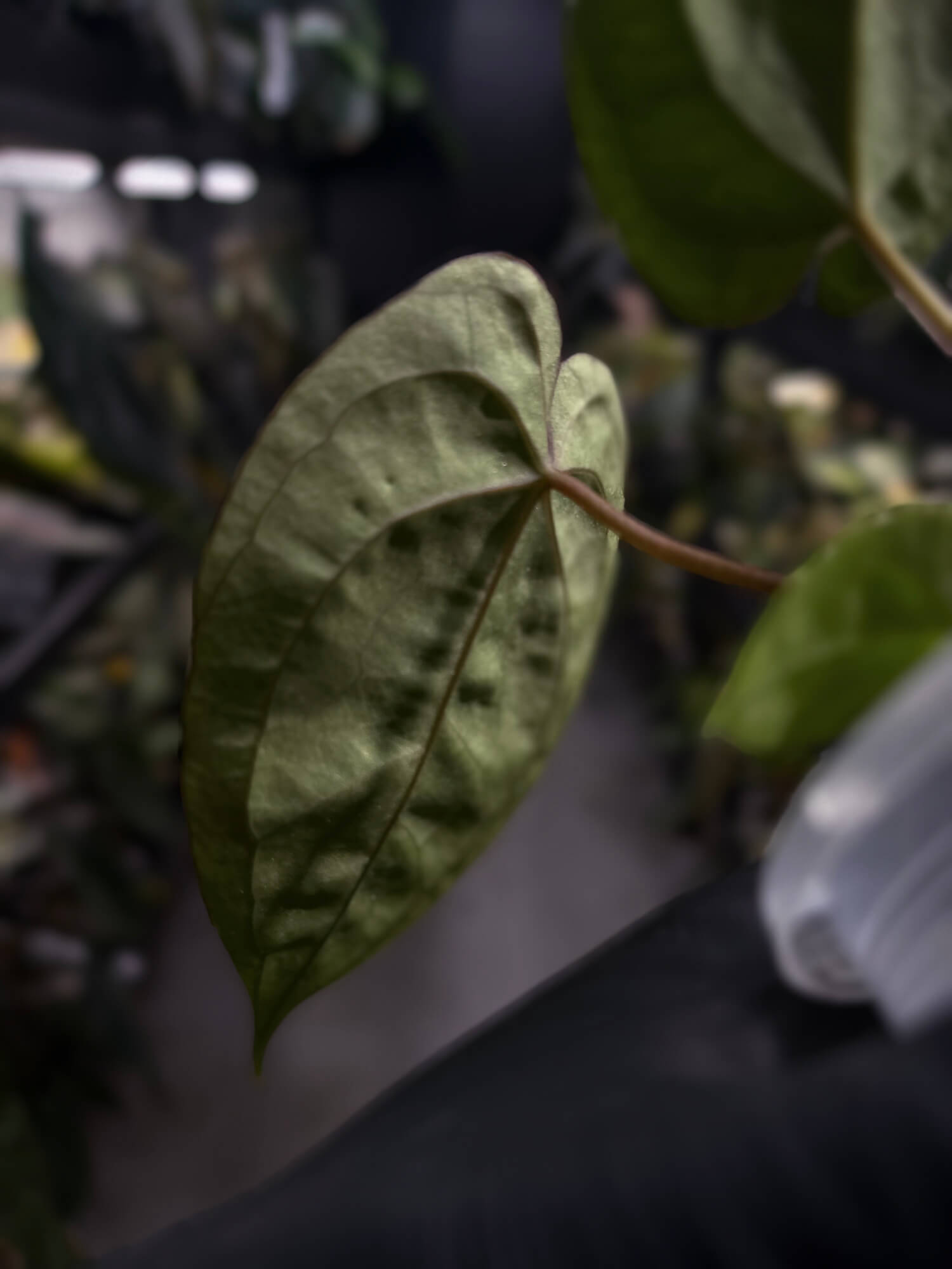 Anthurium #WaddleNOID x papillilaminum