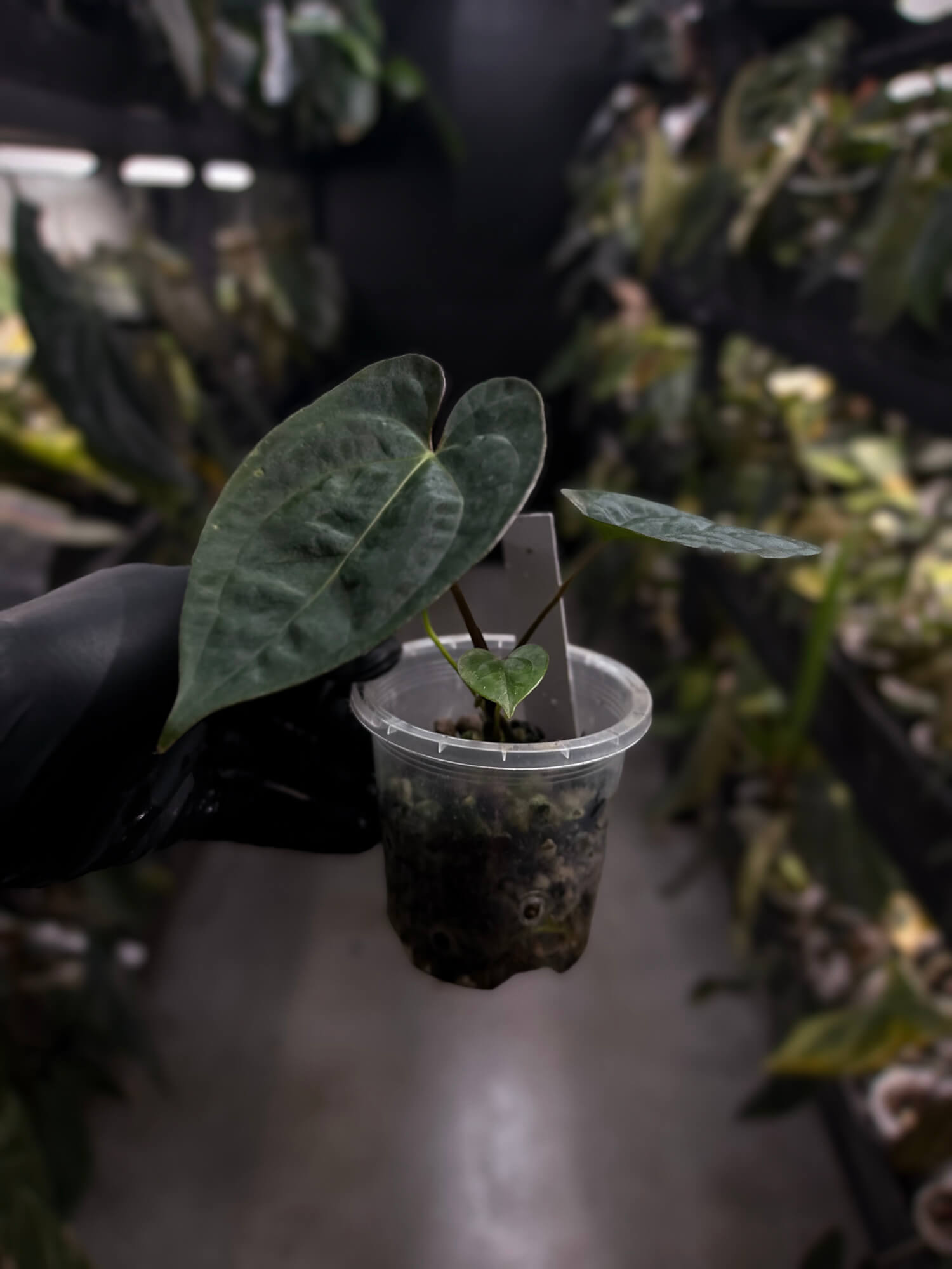 Anthurium #WaddleNOID x papillilaminum
