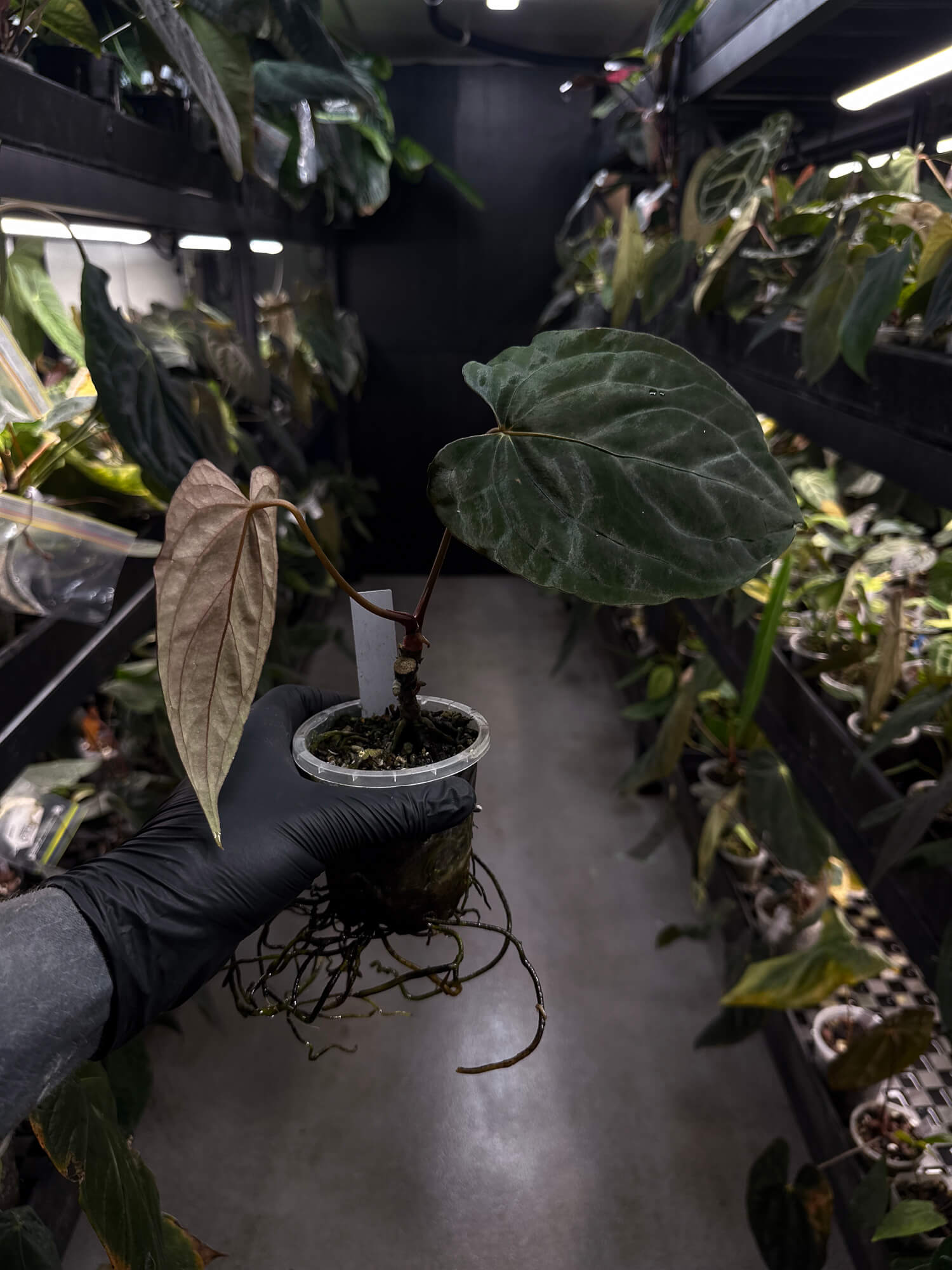 Anthurium #PLUG005 • holdback