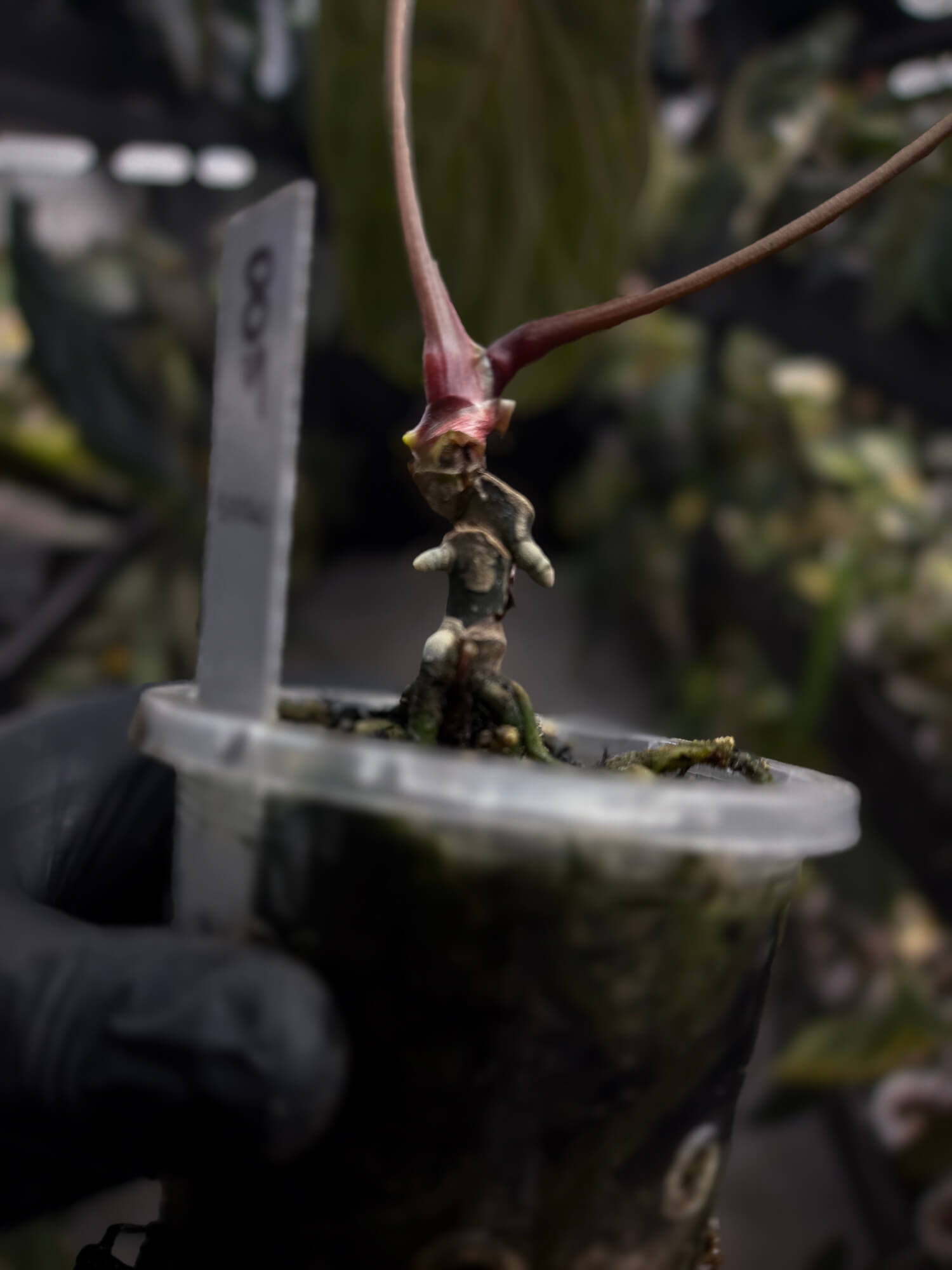Anthurium #PLUG005 • holdback