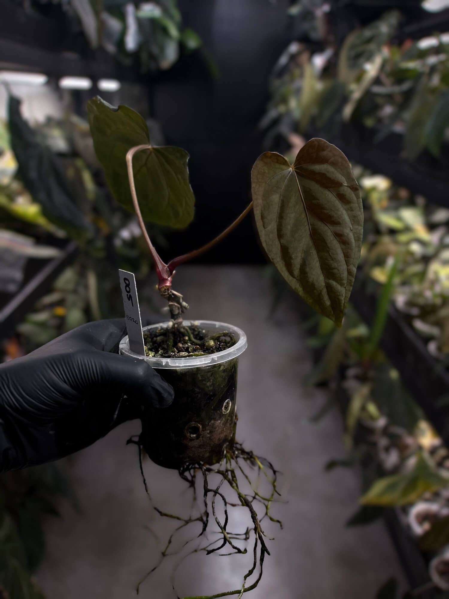 Anthurium #PLUG005 • holdback