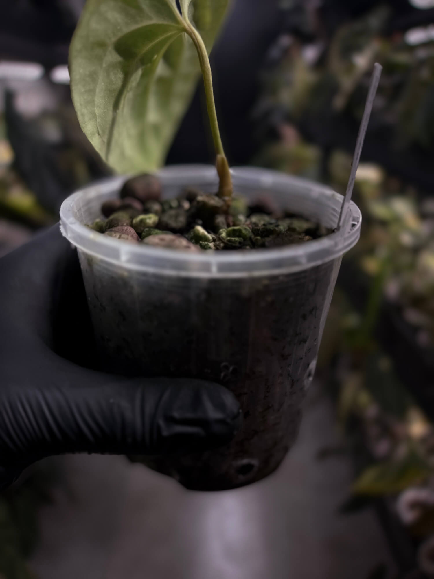 Anthurium besseae aff