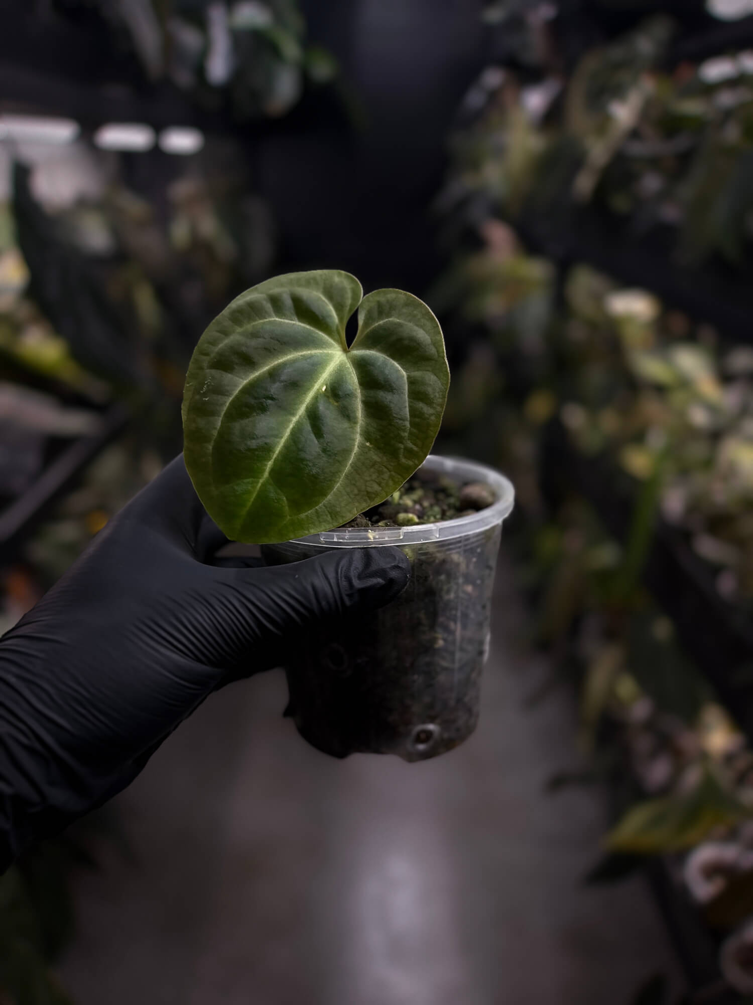 Anthurium besseae aff