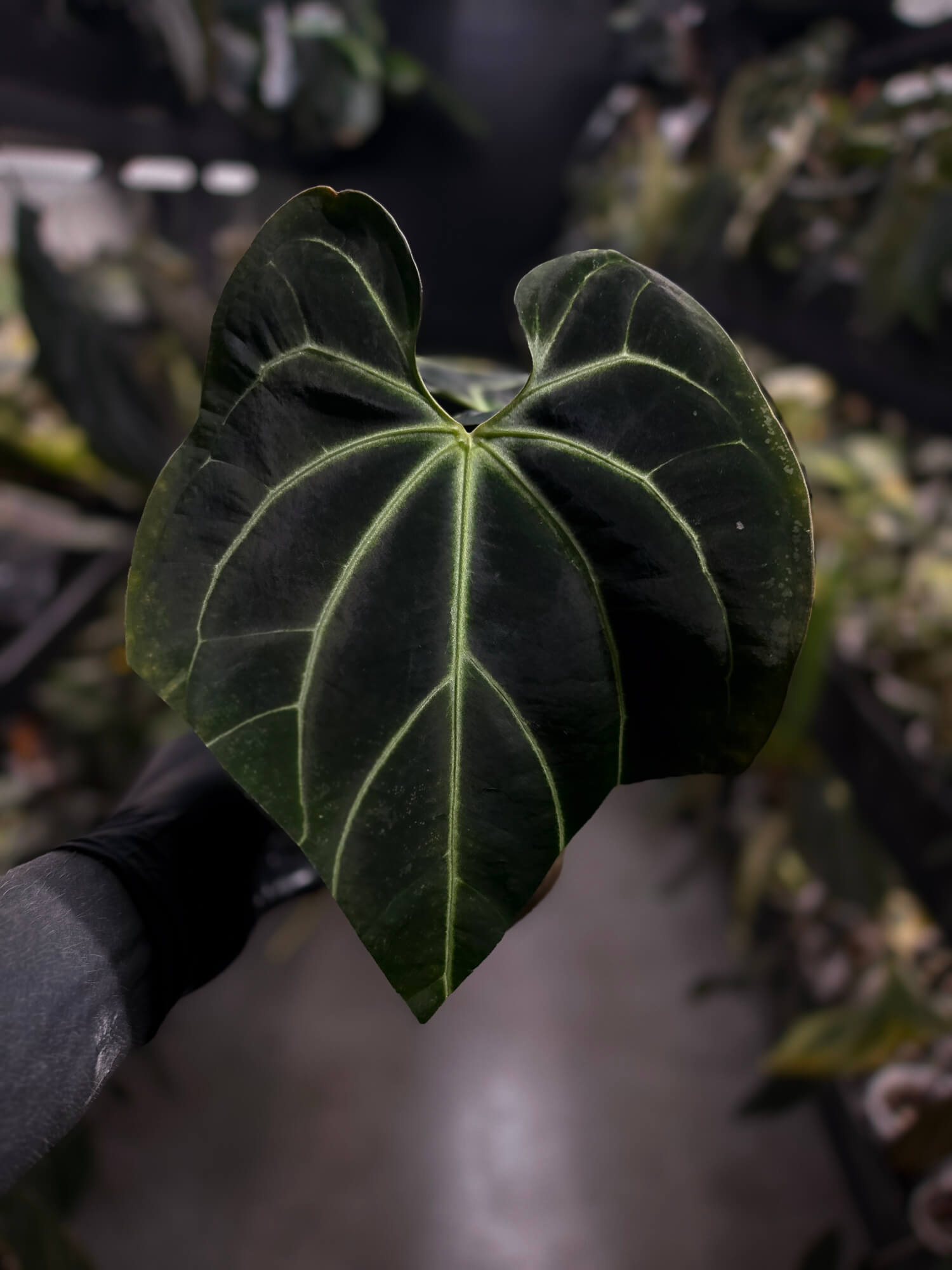 Anthurium besseae aff