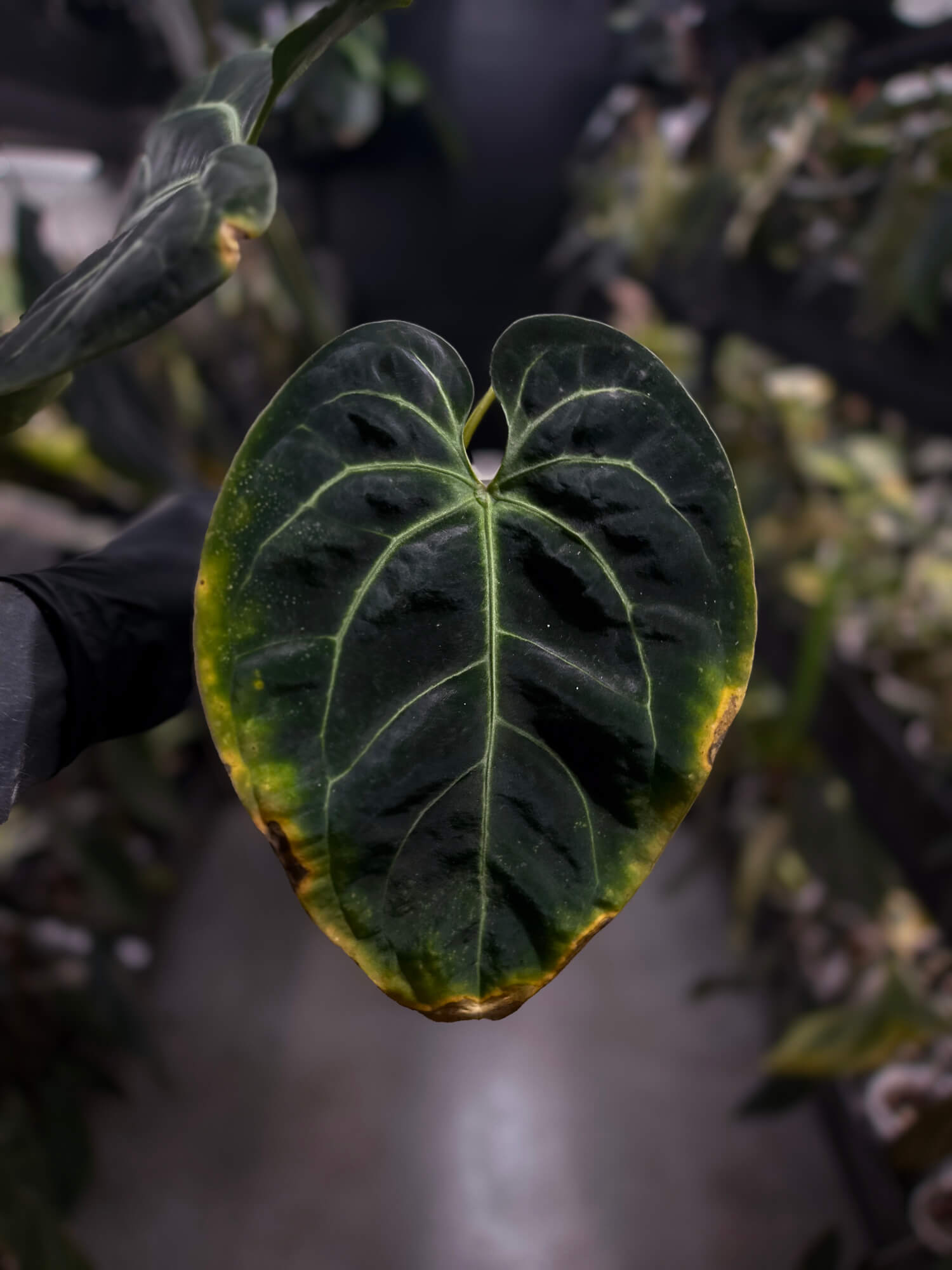 Anthurium besseae aff