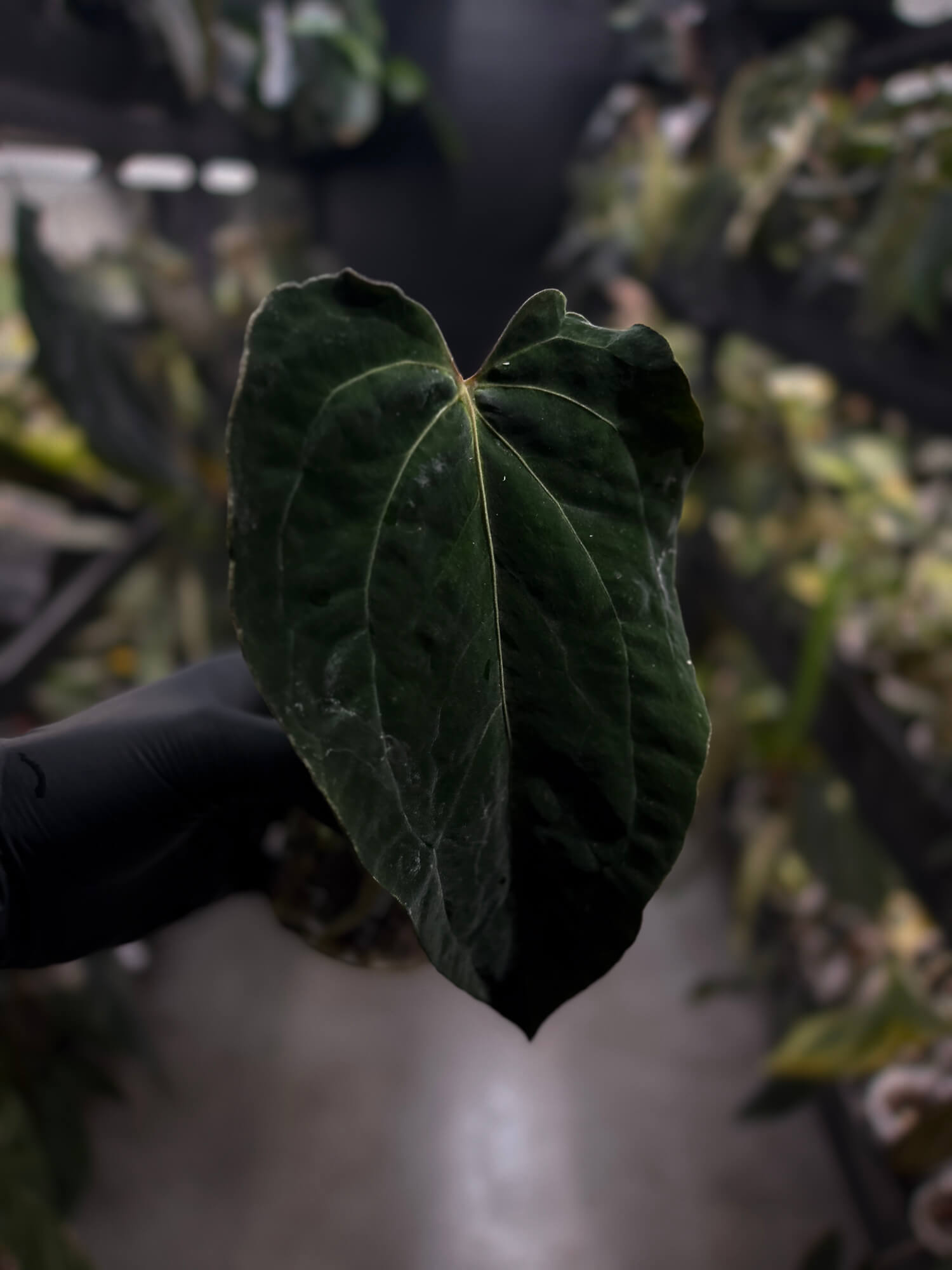 Anthurium #AndrasDagger • select holdback