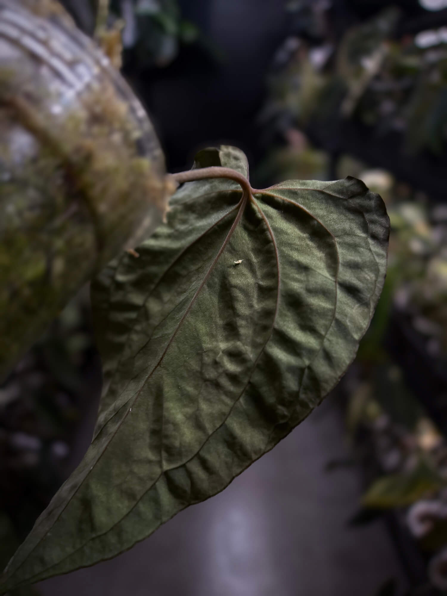 Anthurium #AndrasDagger • select holdback