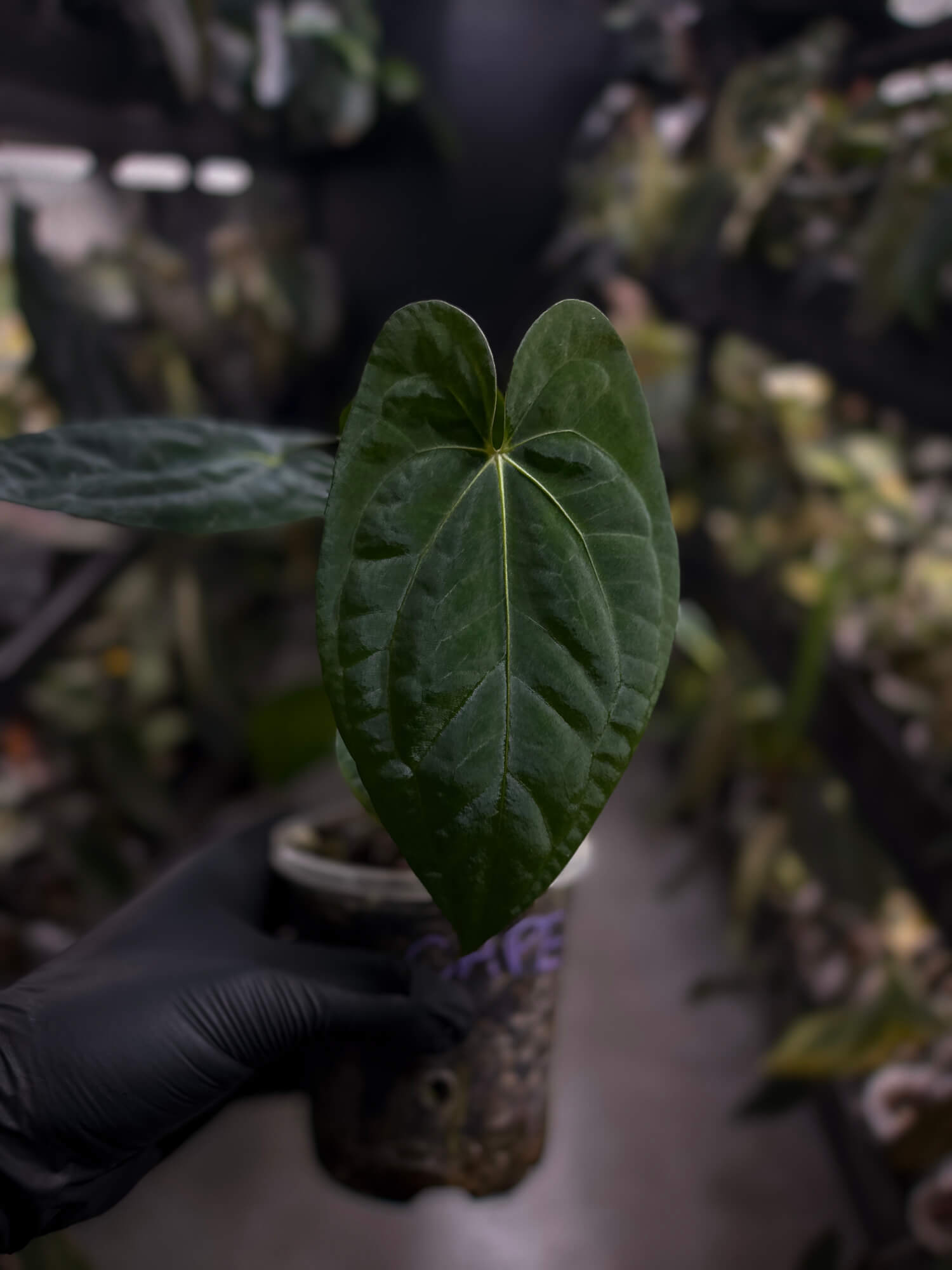 Anthurium 'Dark Phoenix' x 'RVDP'
