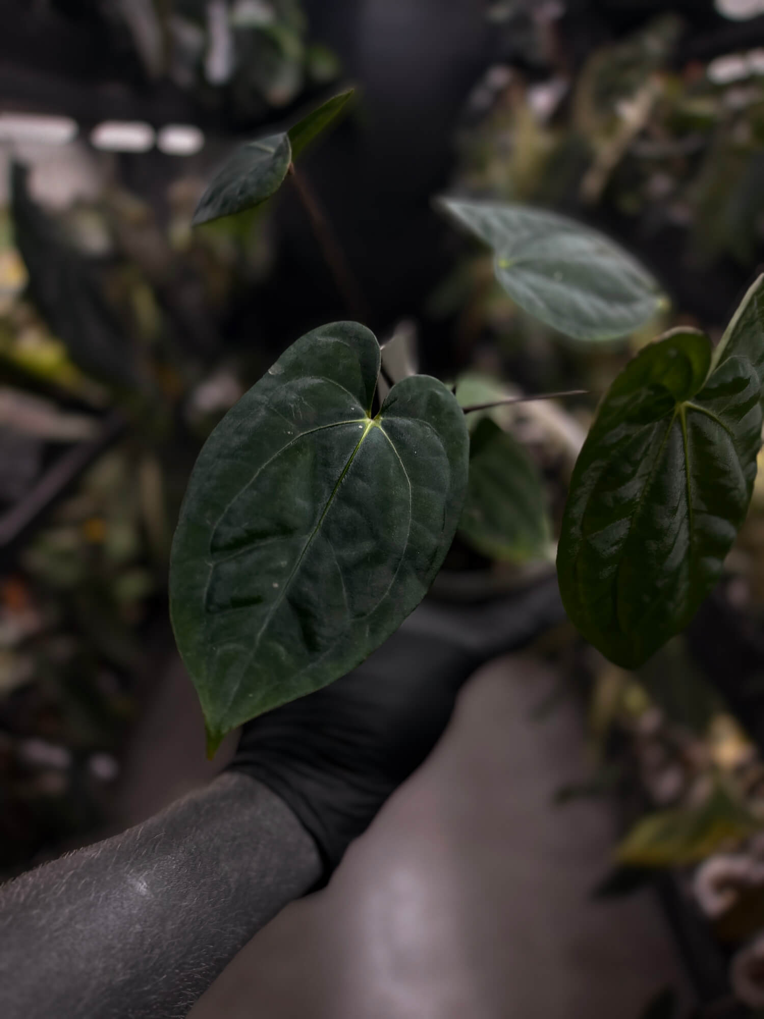 Anthurium 'Dark Phoenix' x 'RVDP'