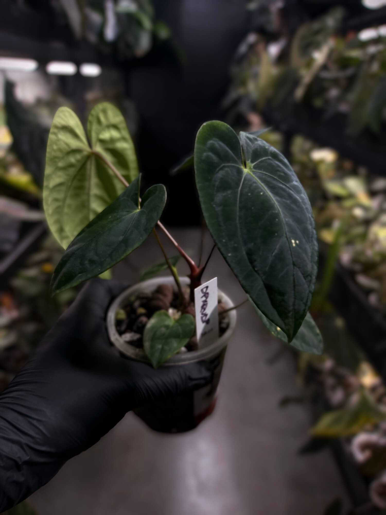 Anthurium 'Dark Phoenix' x 'RVDP'