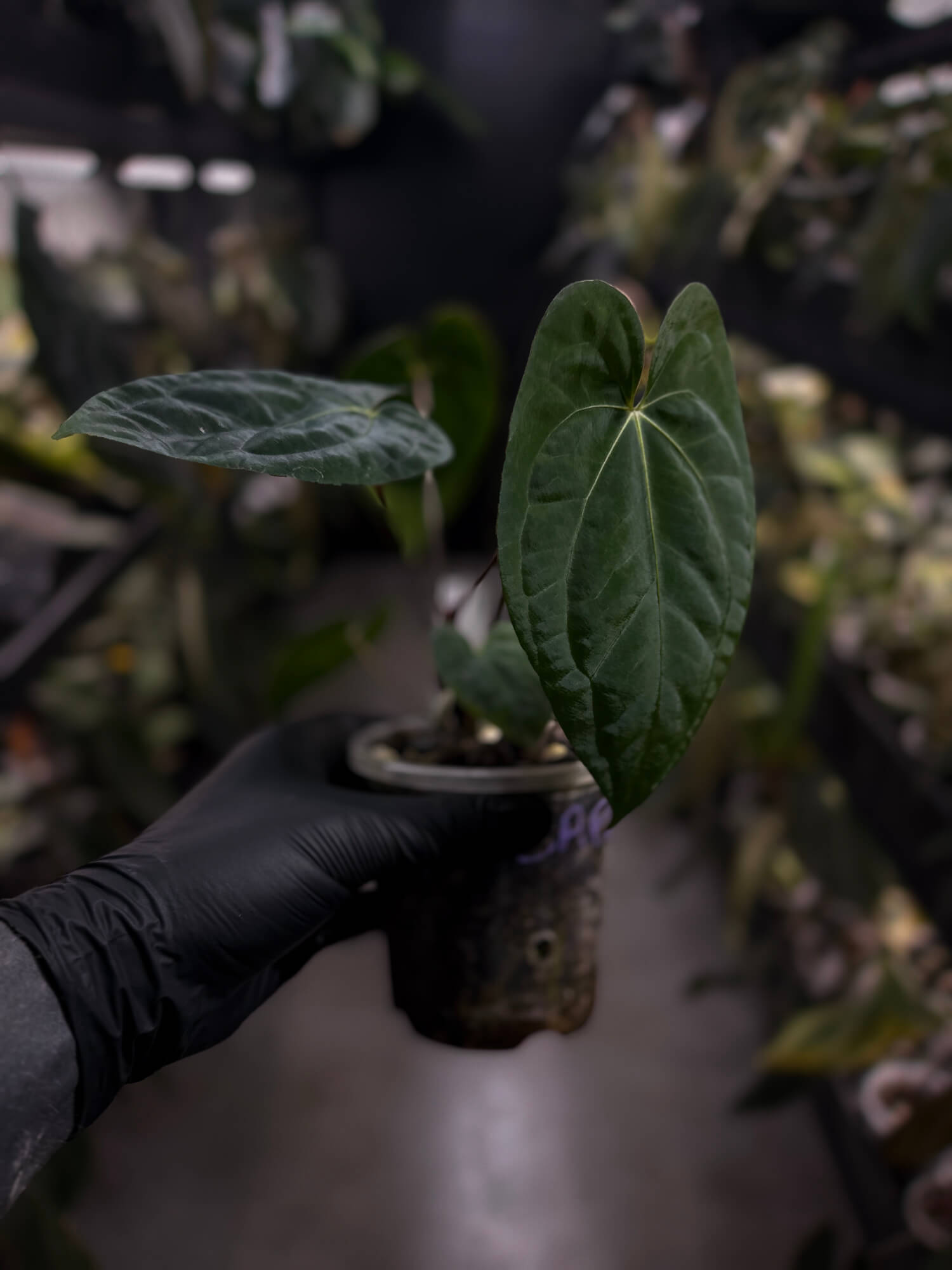 Anthurium 'Dark Phoenix' x 'RVDP'
