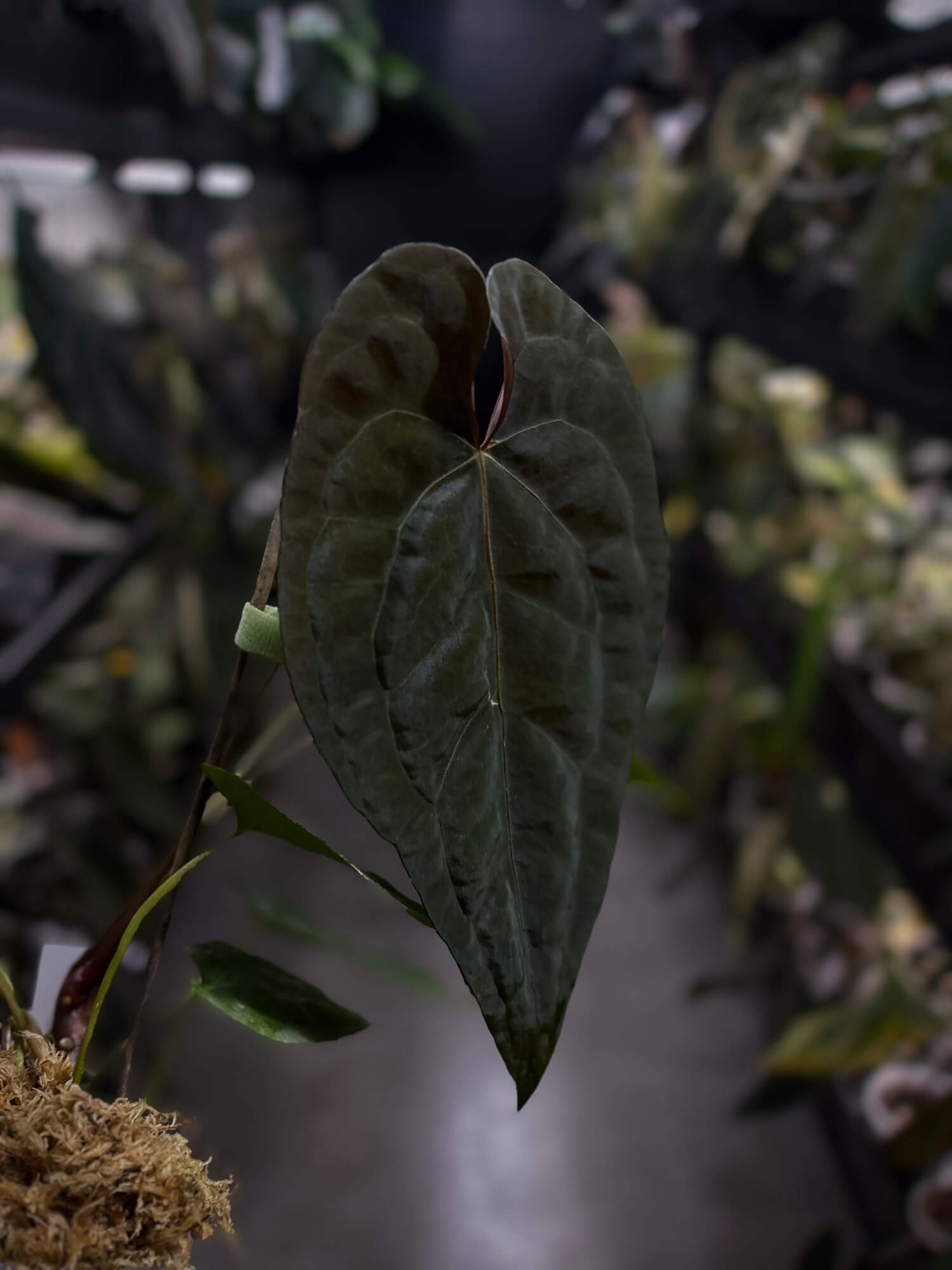 Anthurium #Moloch • select plant