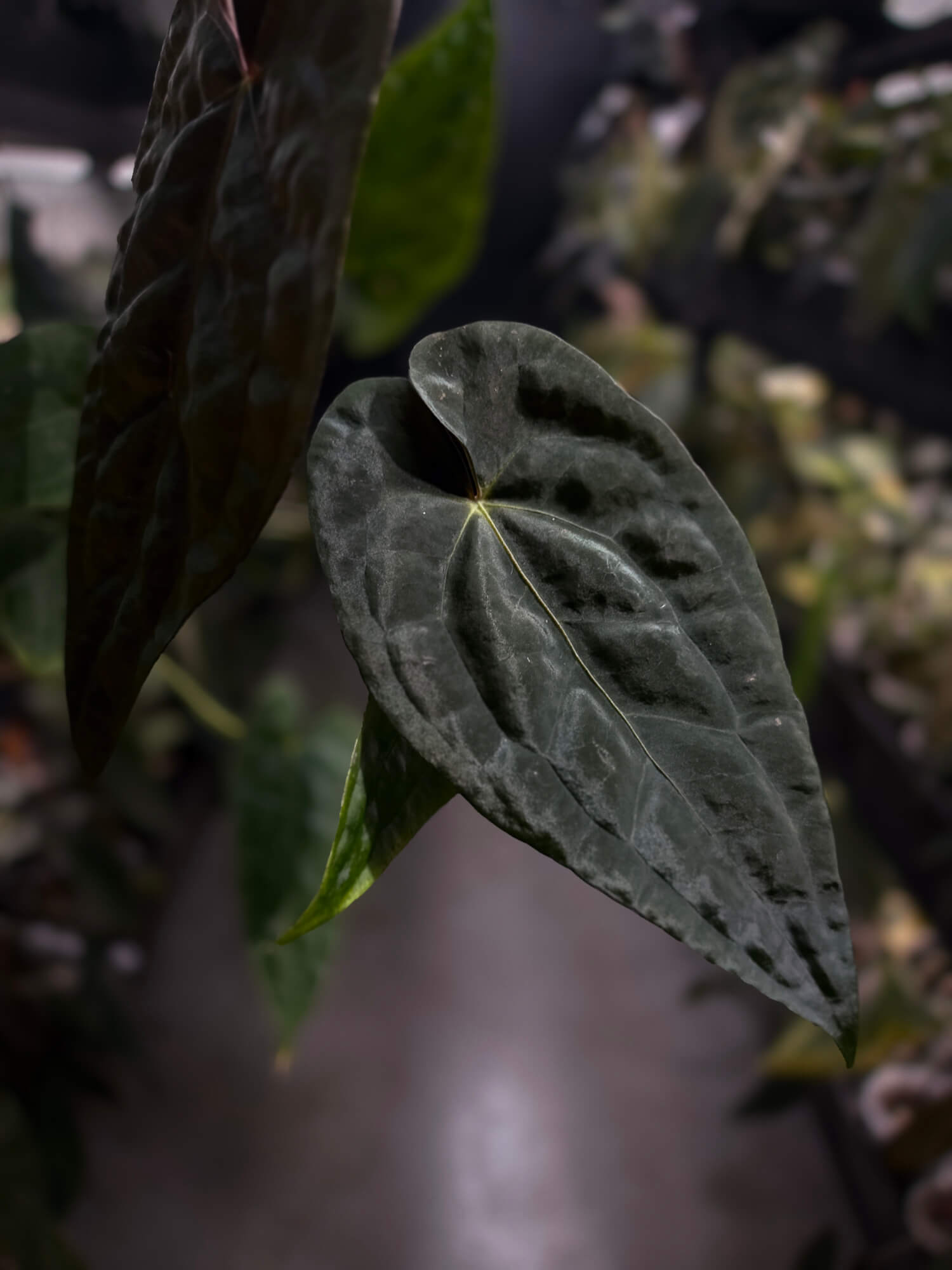Anthurium #Moloch • select plant
