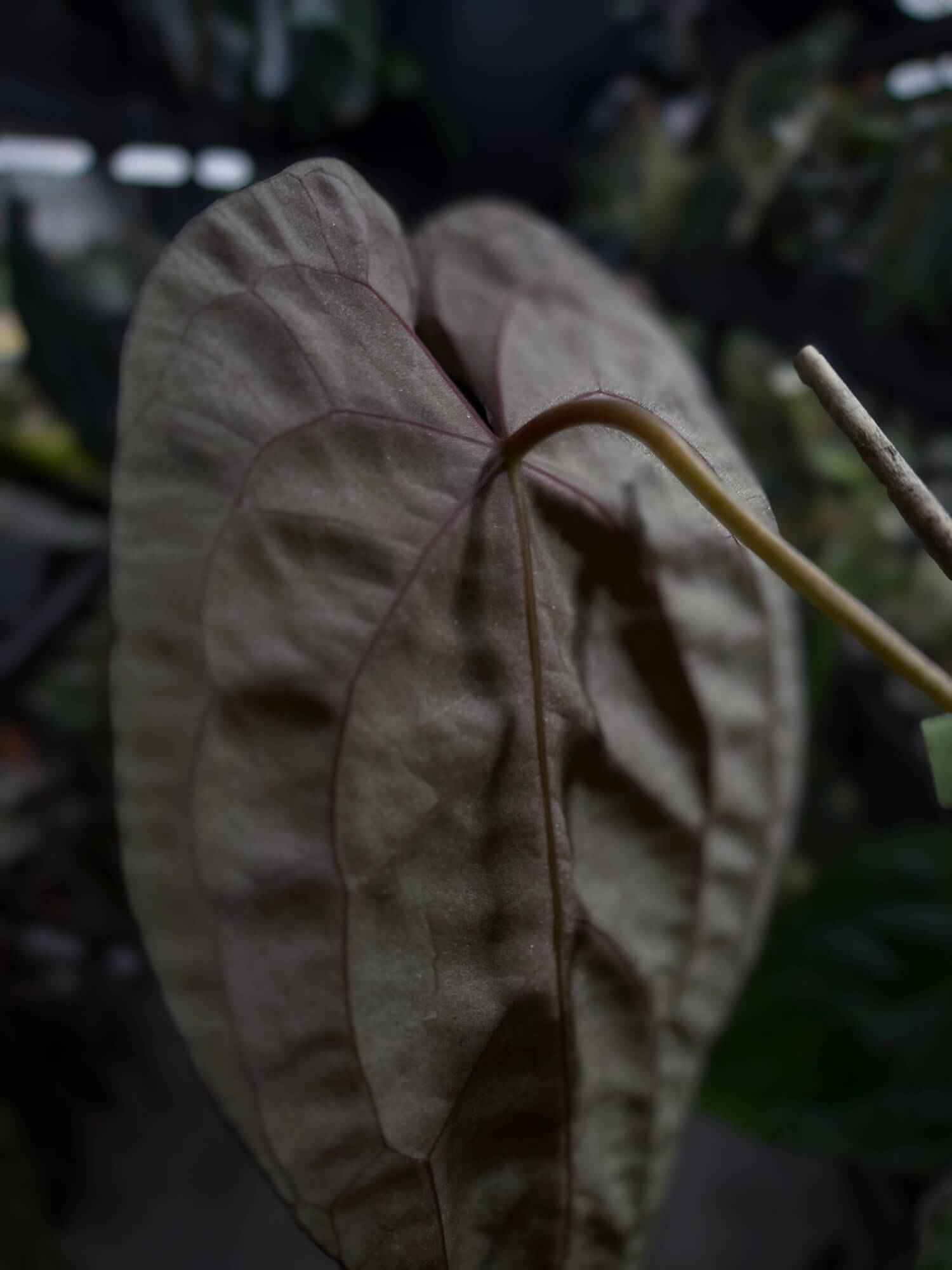 Anthurium #Moloch • select plant