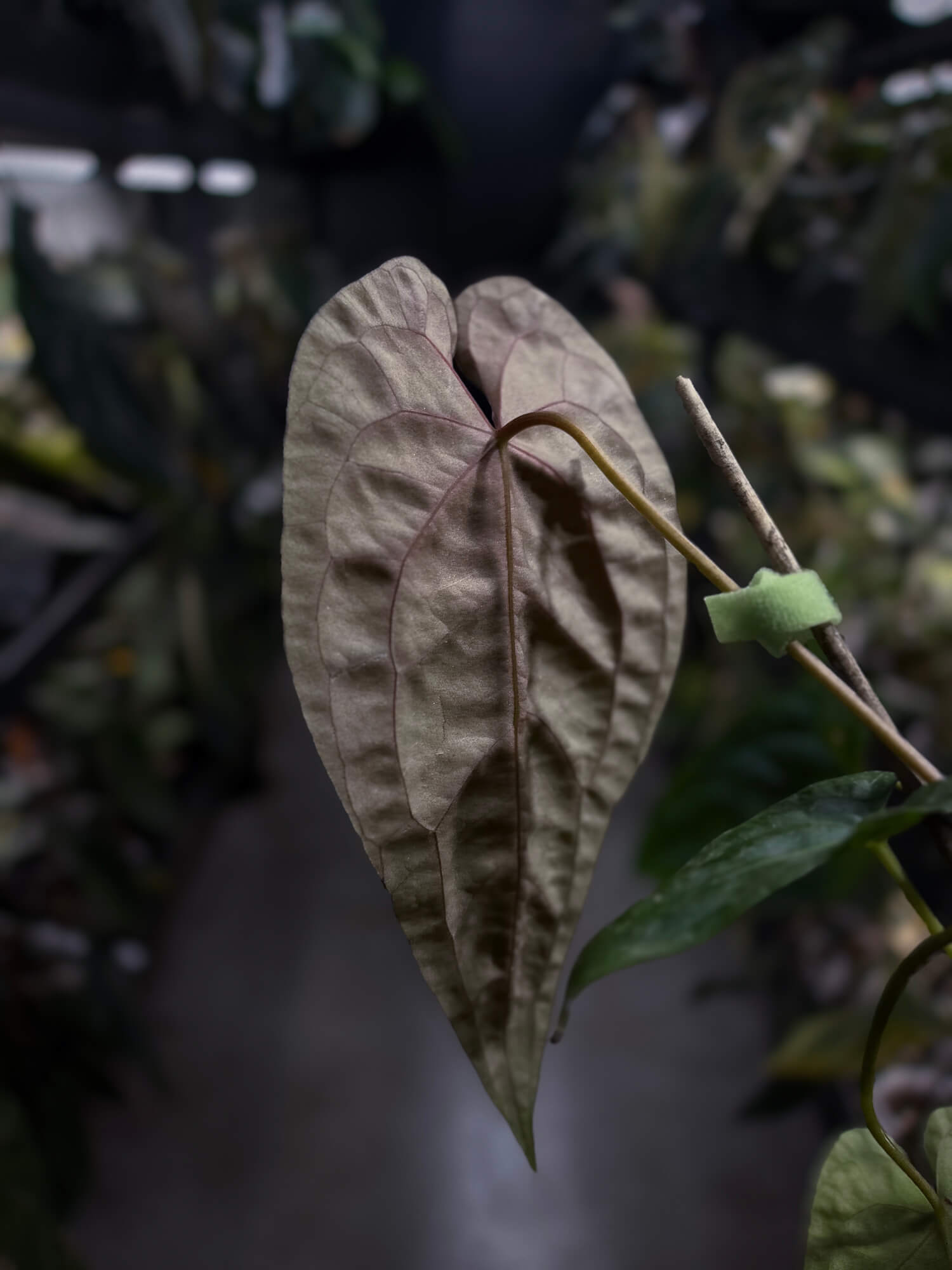 Anthurium #Moloch • select plant