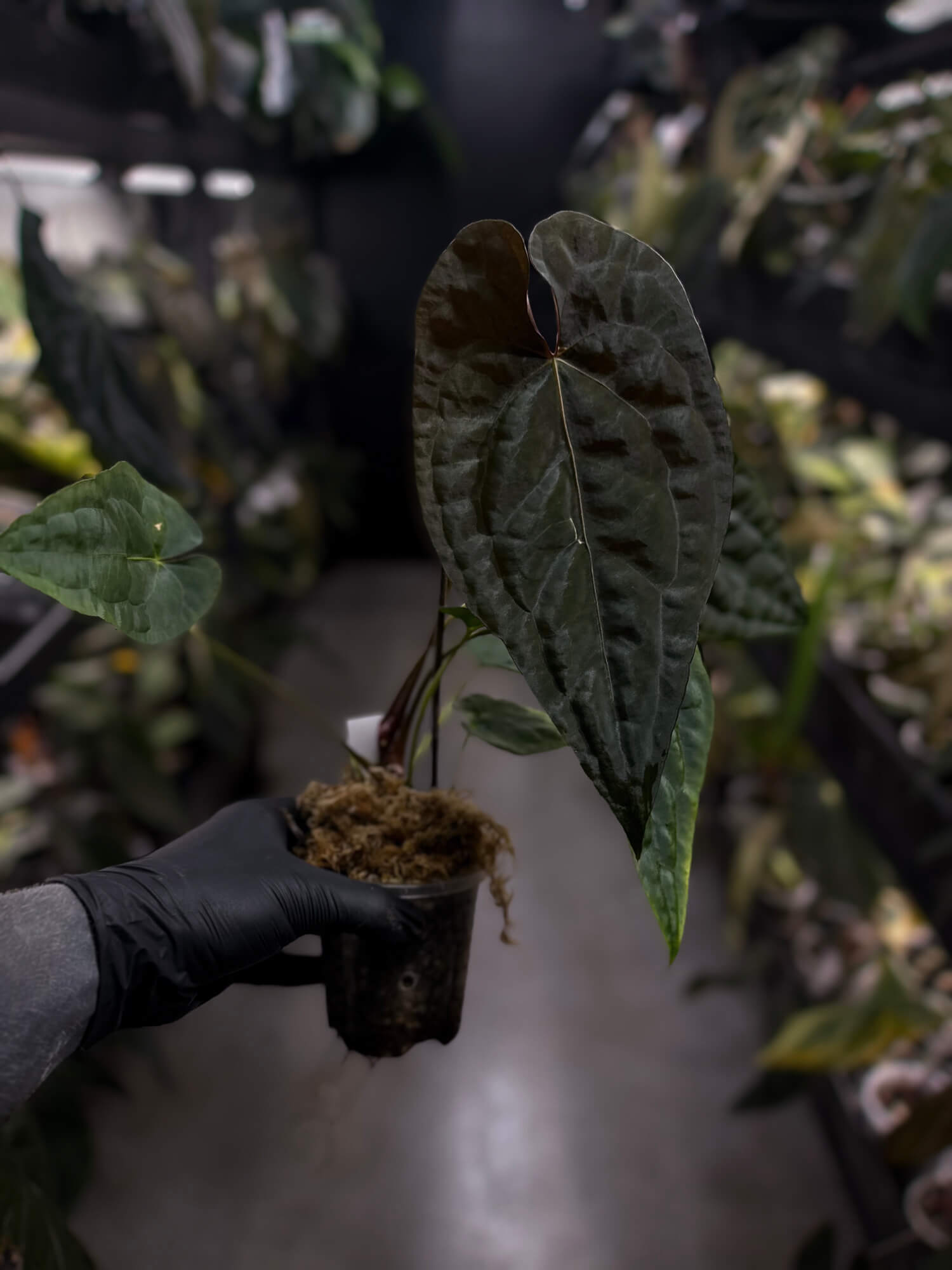 Anthurium #Moloch • select plant