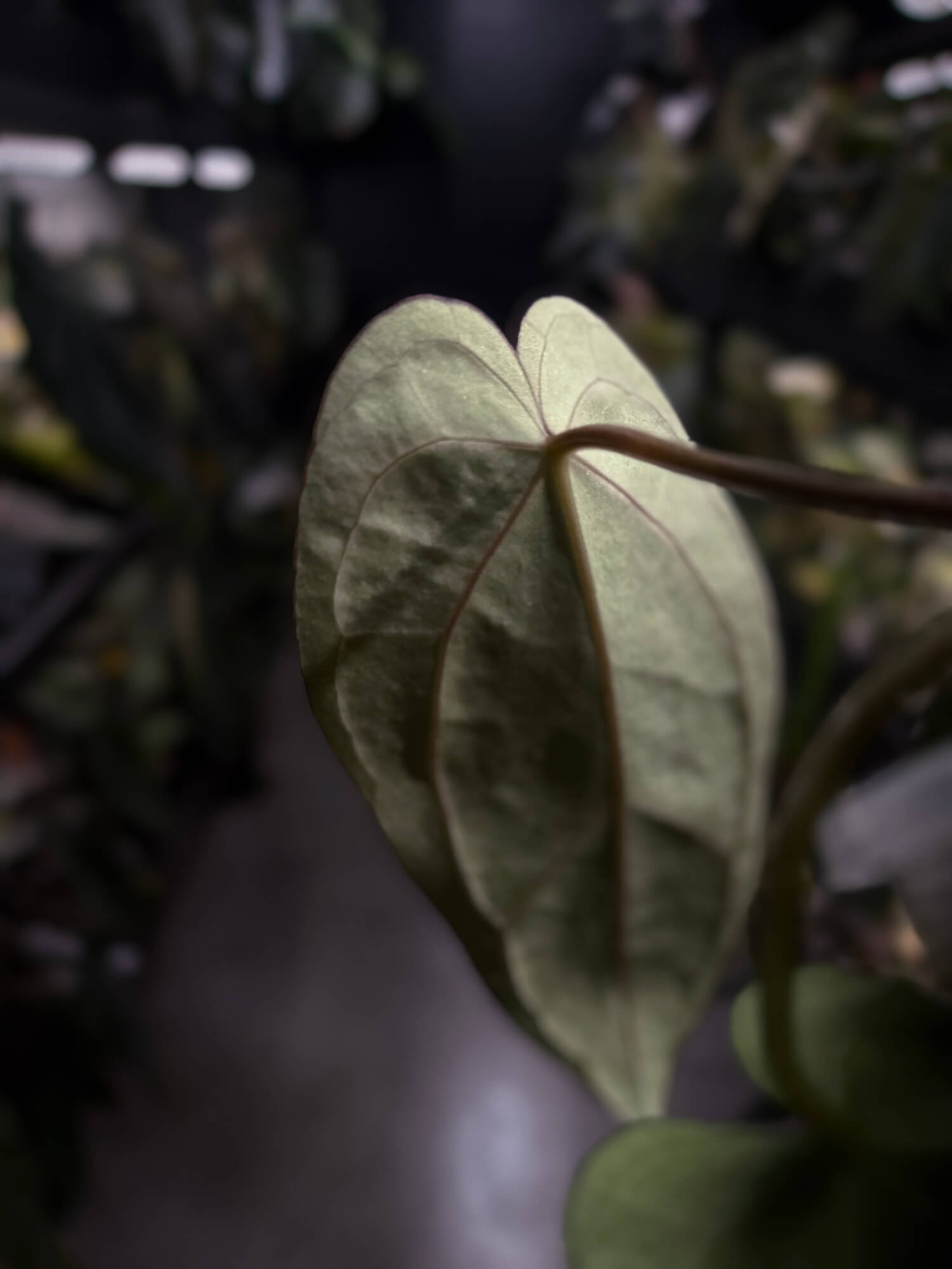 Anthurium (carla x dress) x carla