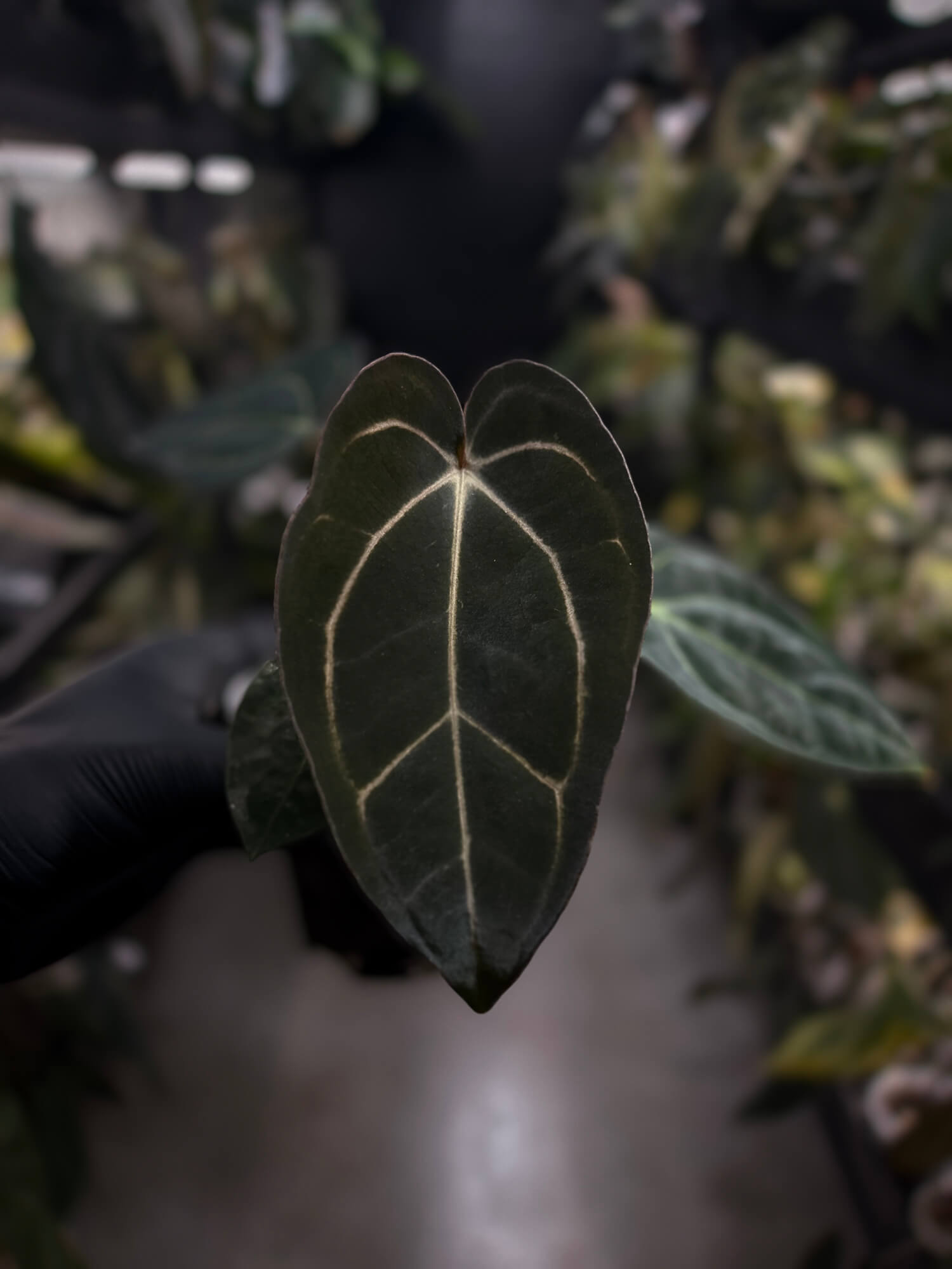 Anthurium (carla x dress) x carla