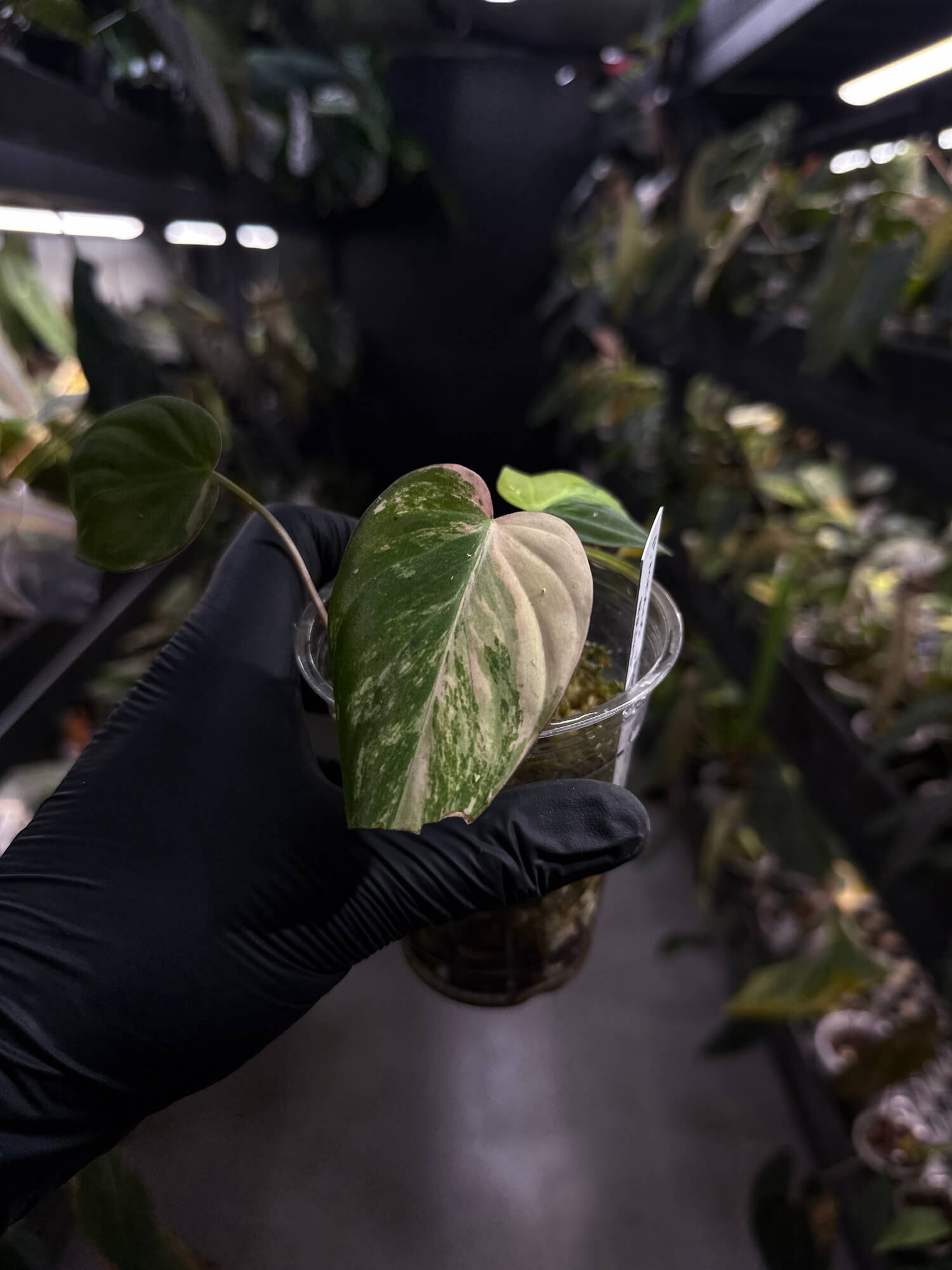 Philodendron micans • variegated